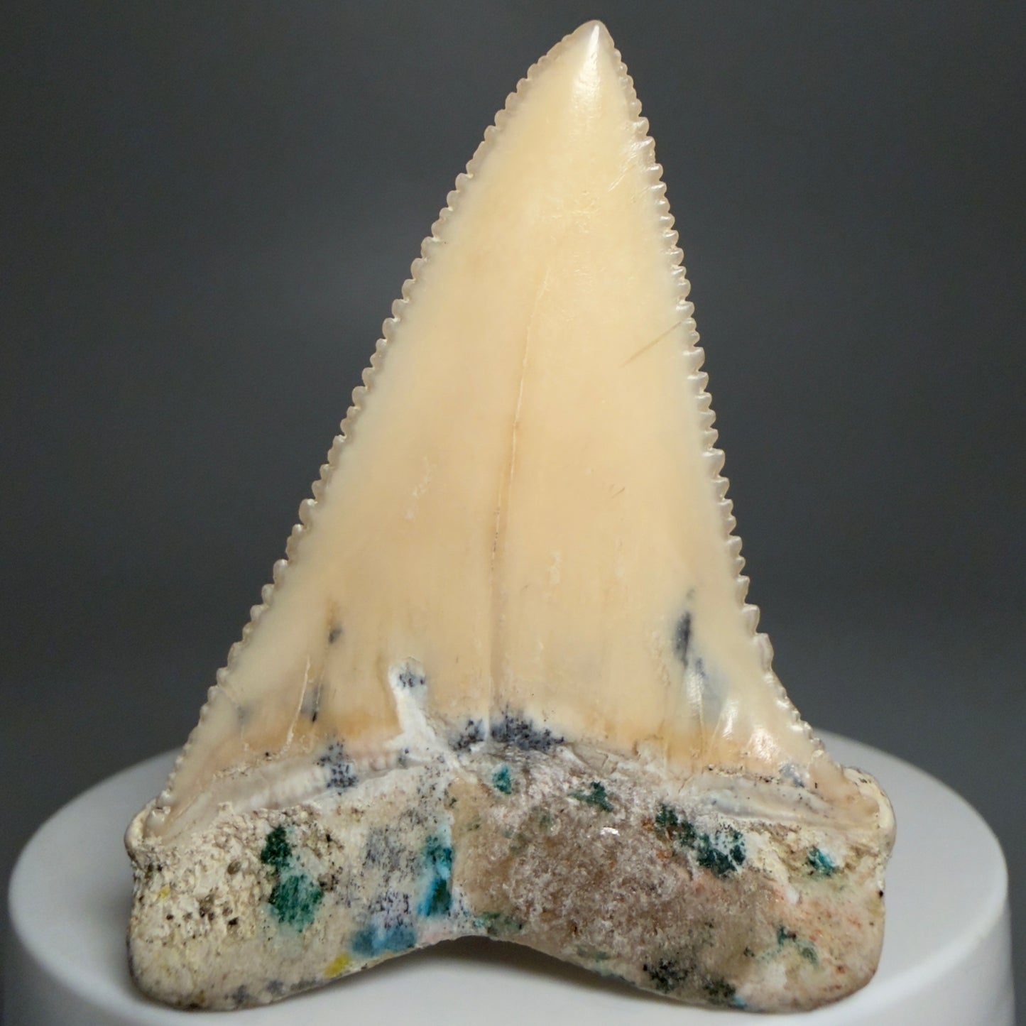 Back View Collector's Quality 2.09" long Fossil Great White Tooth from the deserts of Peru GW1266 