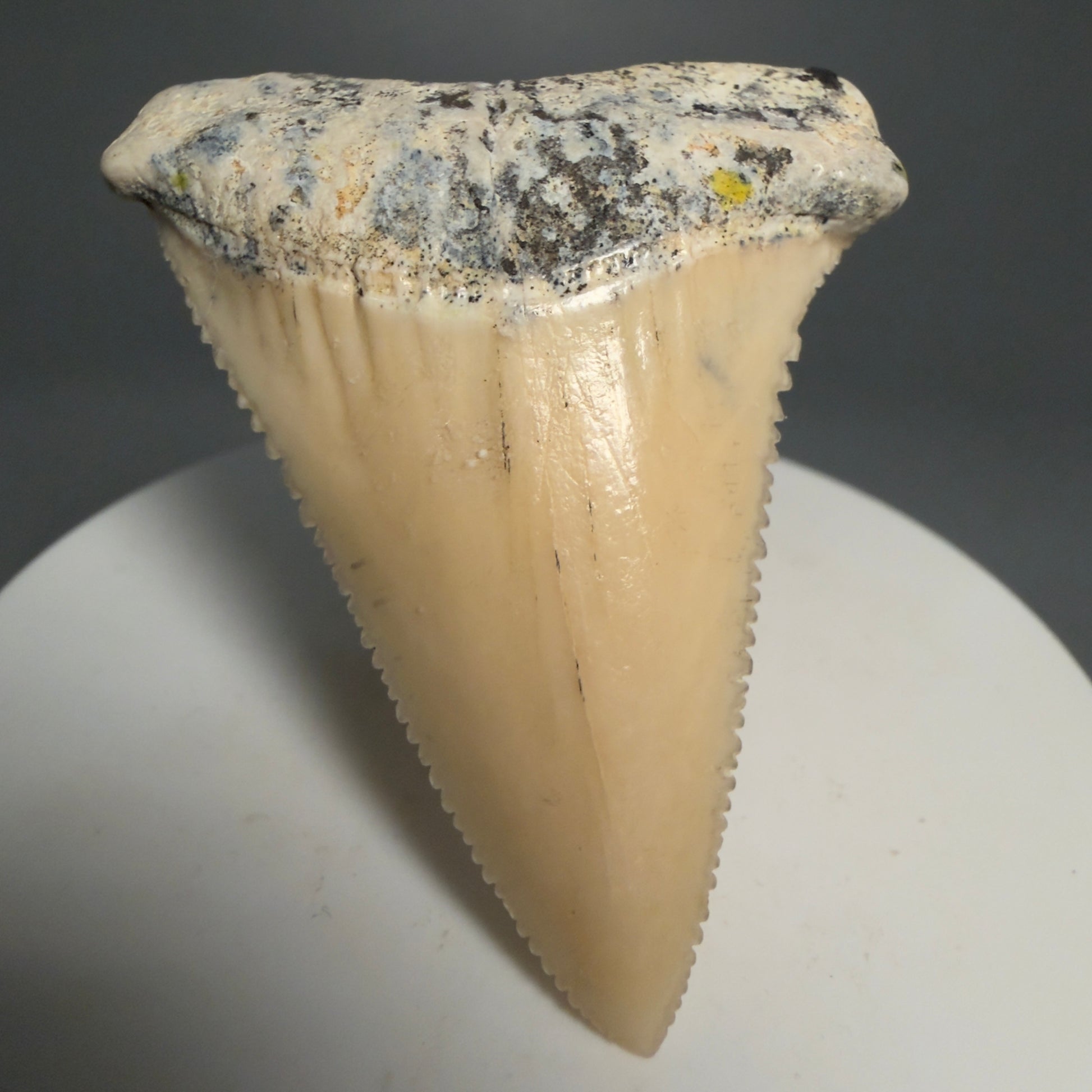 Front View Collector's Quality 2.09" long Fossil Great White Tooth from the deserts of Peru GW1266 - 1