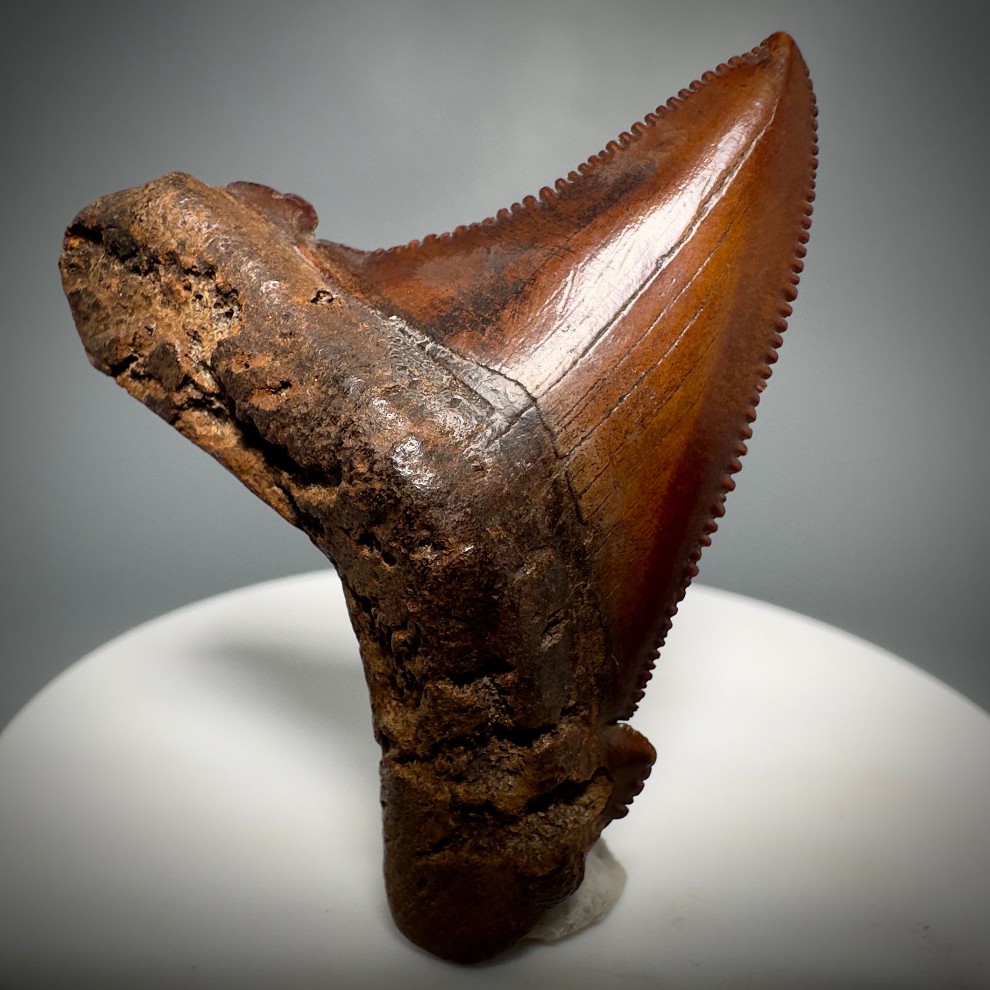 Red/Brown, serrated 1.85" Serrated Fossil Carcharocles angustidens Shark Tooth from South Carolina AN441 - Front 2