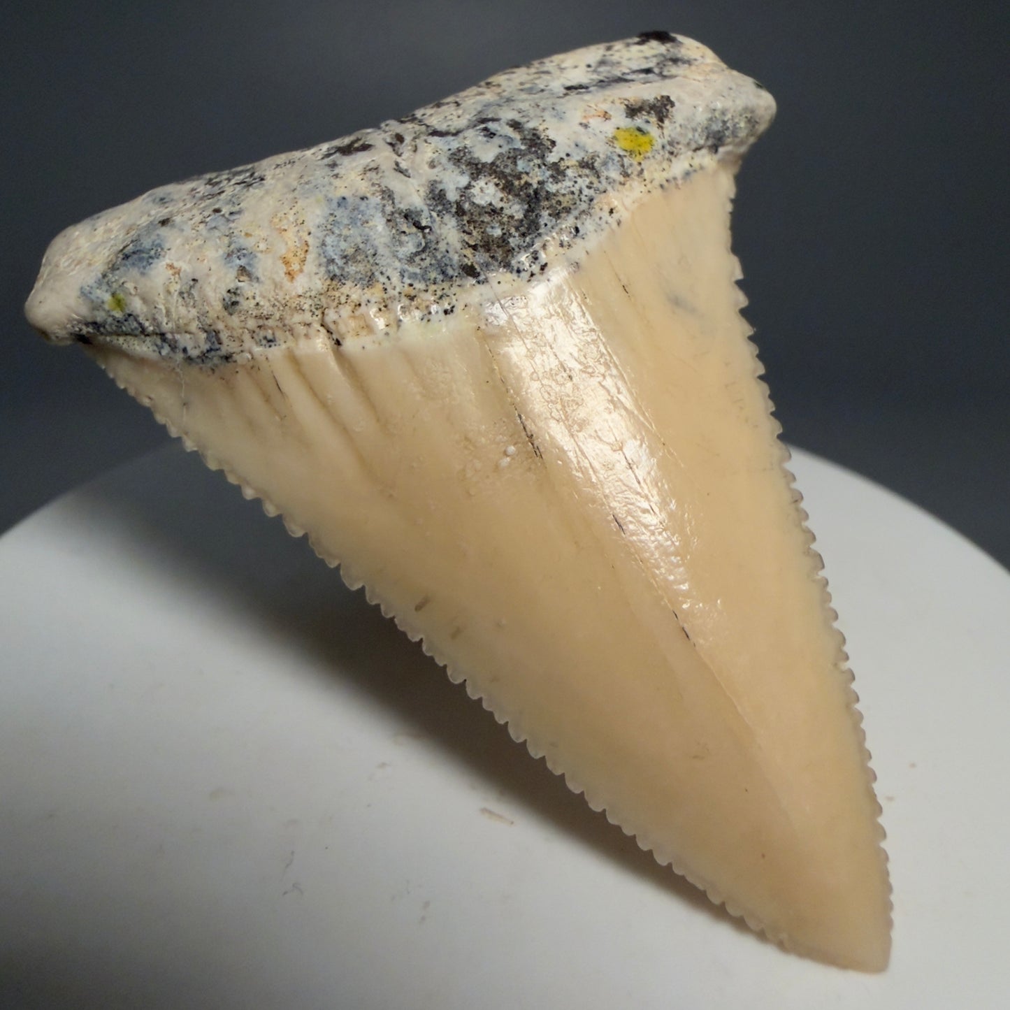 Front Left View Collector's Quality 2.09" long Fossil Great White Tooth from the deserts of Peru GW1266 
