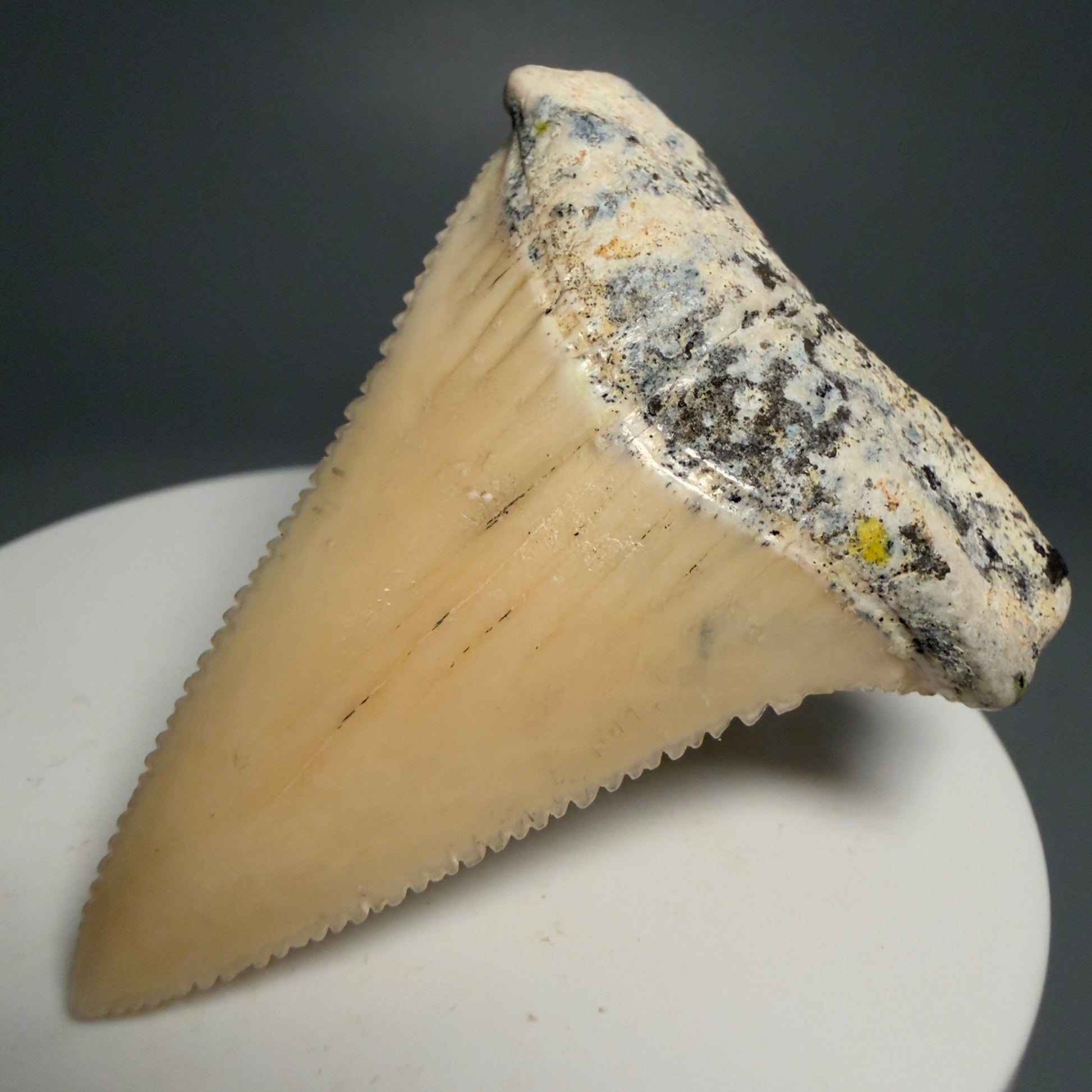 Front Right View Collector's Quality 2.09" long Fossil Great White Tooth from the deserts of Peru GW1266 