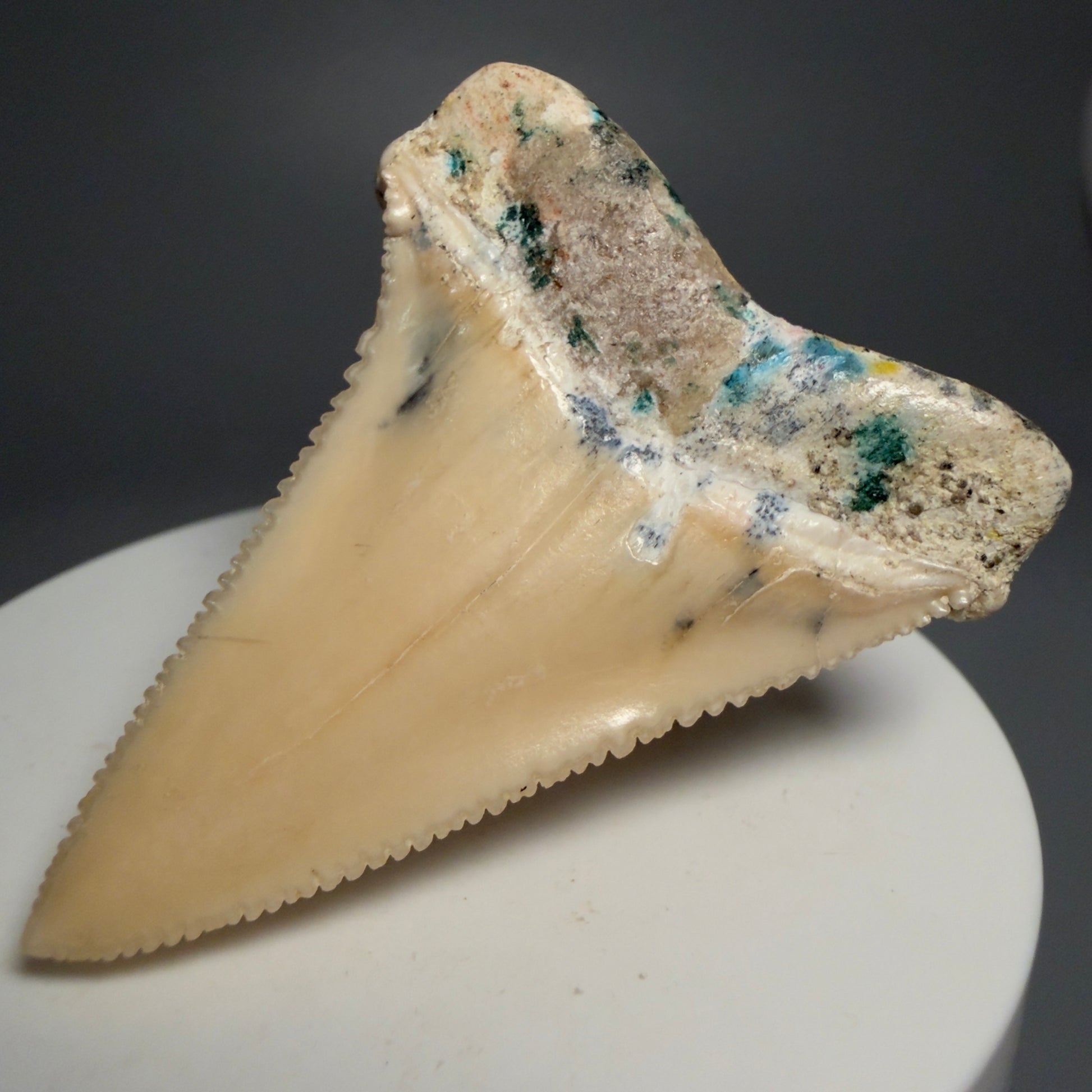 Back Right View Collector's Quality 2.09" long Fossil Great White Tooth from the deserts of Peru GW1266 