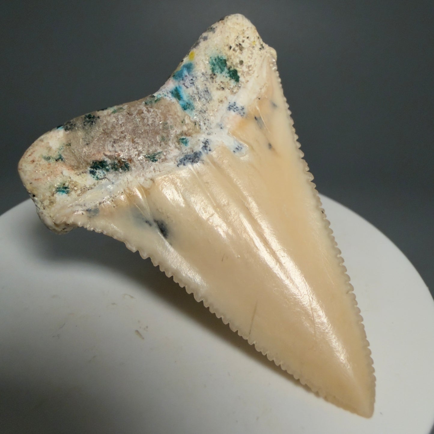 Back Left View Collector's Quality 2.09" long Fossil Great White Tooth from the deserts of Peru GW1266 