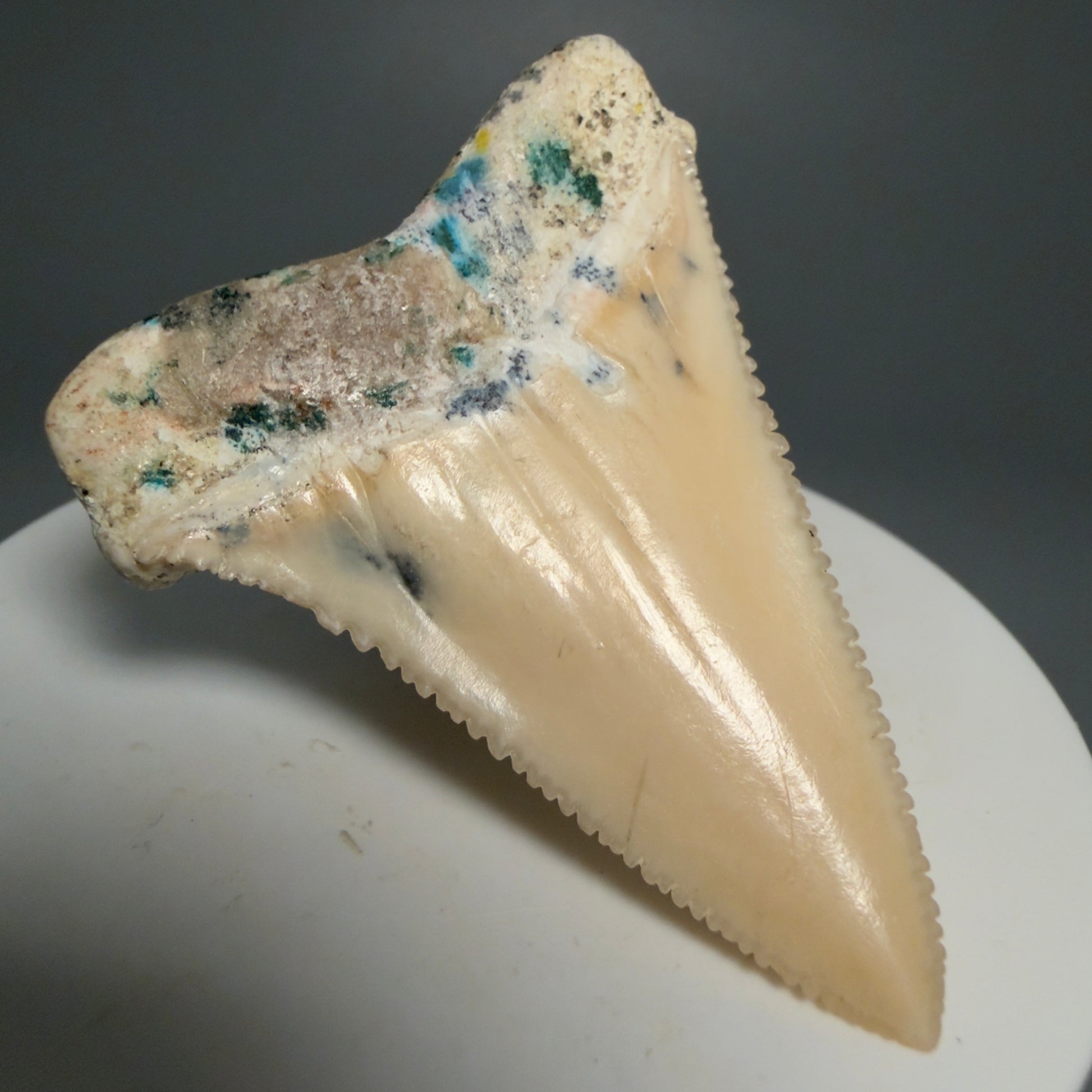 Back Left View Collector's Quality 2.09" long Fossil Great White Tooth from the deserts of Peru GW1266 