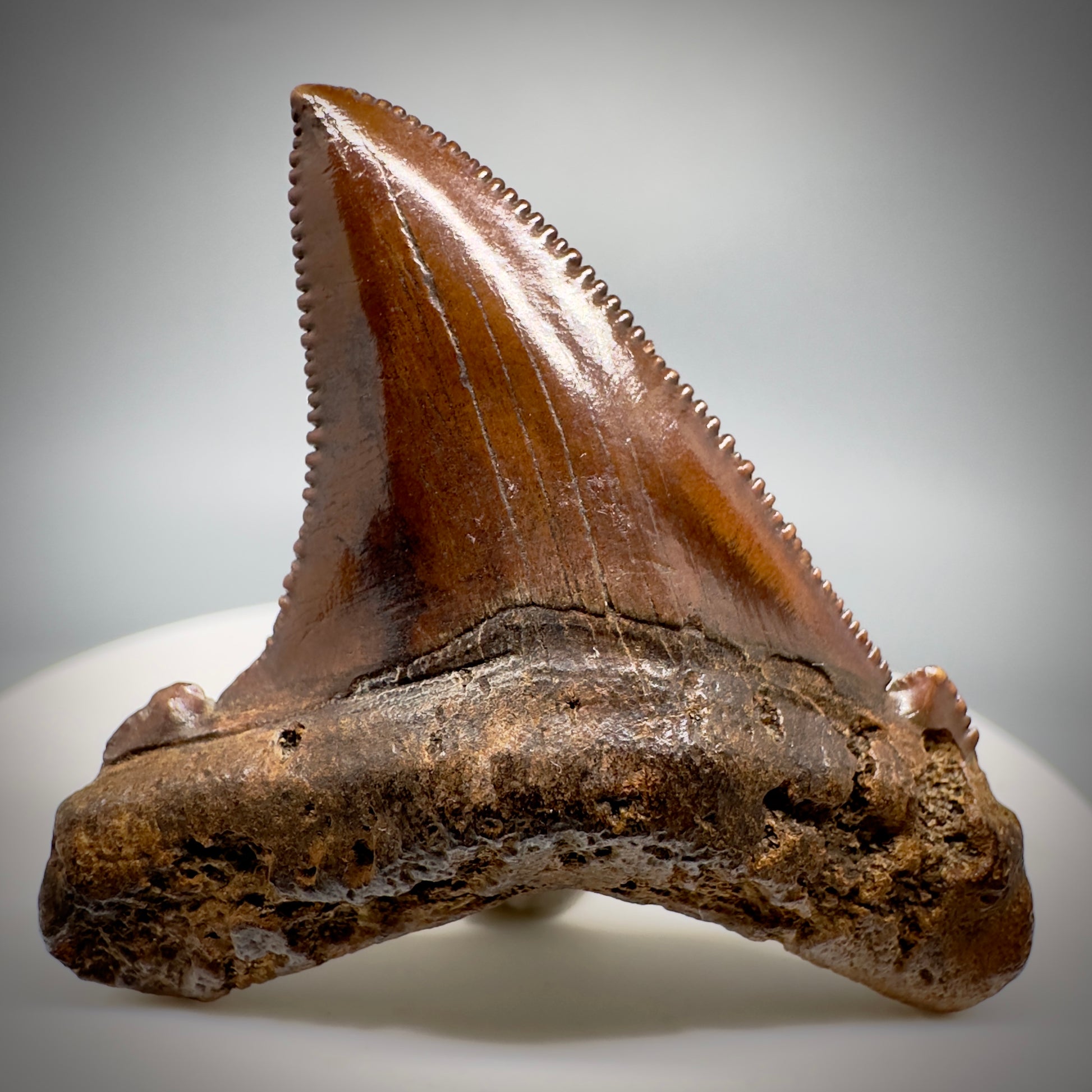 Red/Brown, serrated 1.85" Serrated Fossil Carcharocles angustidens Shark Tooth from South Carolina AN441 - Front 1