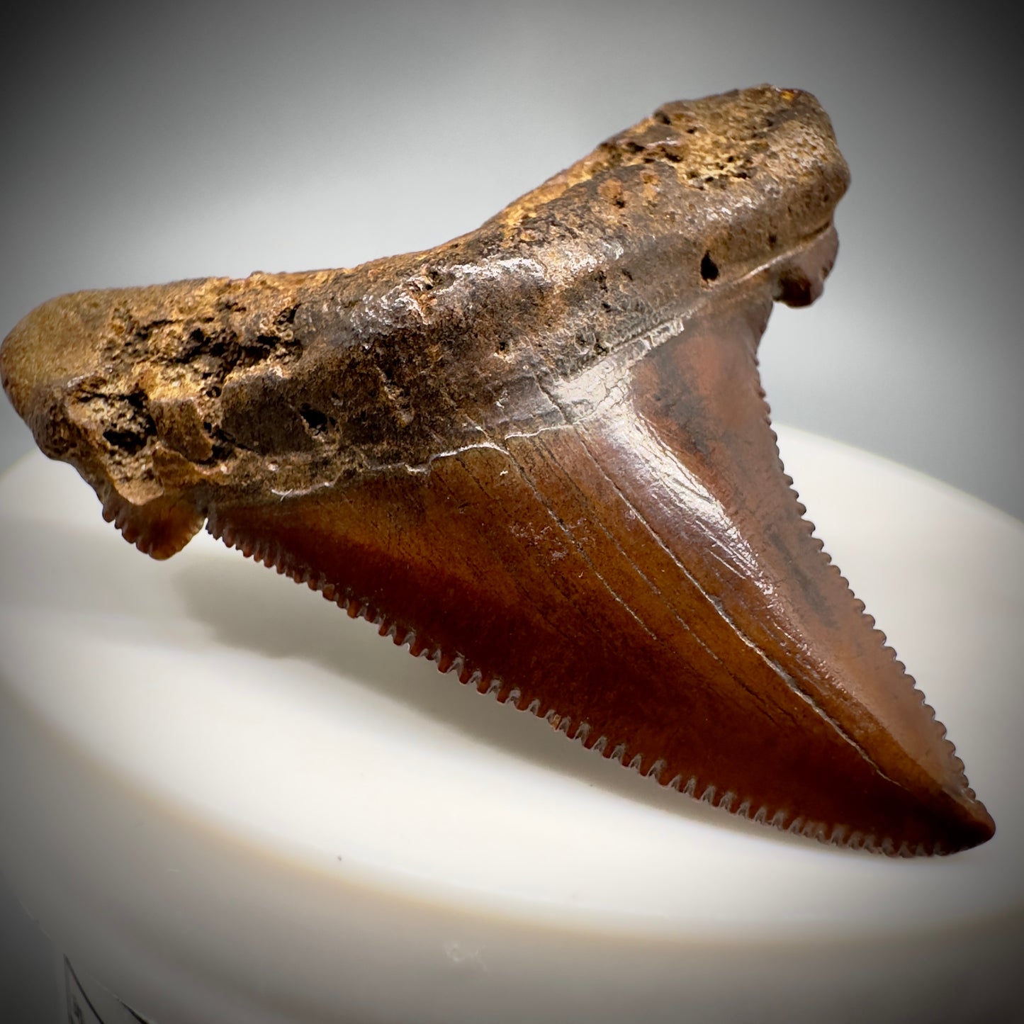 Red/Brown, serrated 1.85" Serrated Fossil Carcharocles angustidens Shark Tooth from South Carolina AN441 - Front Left 3