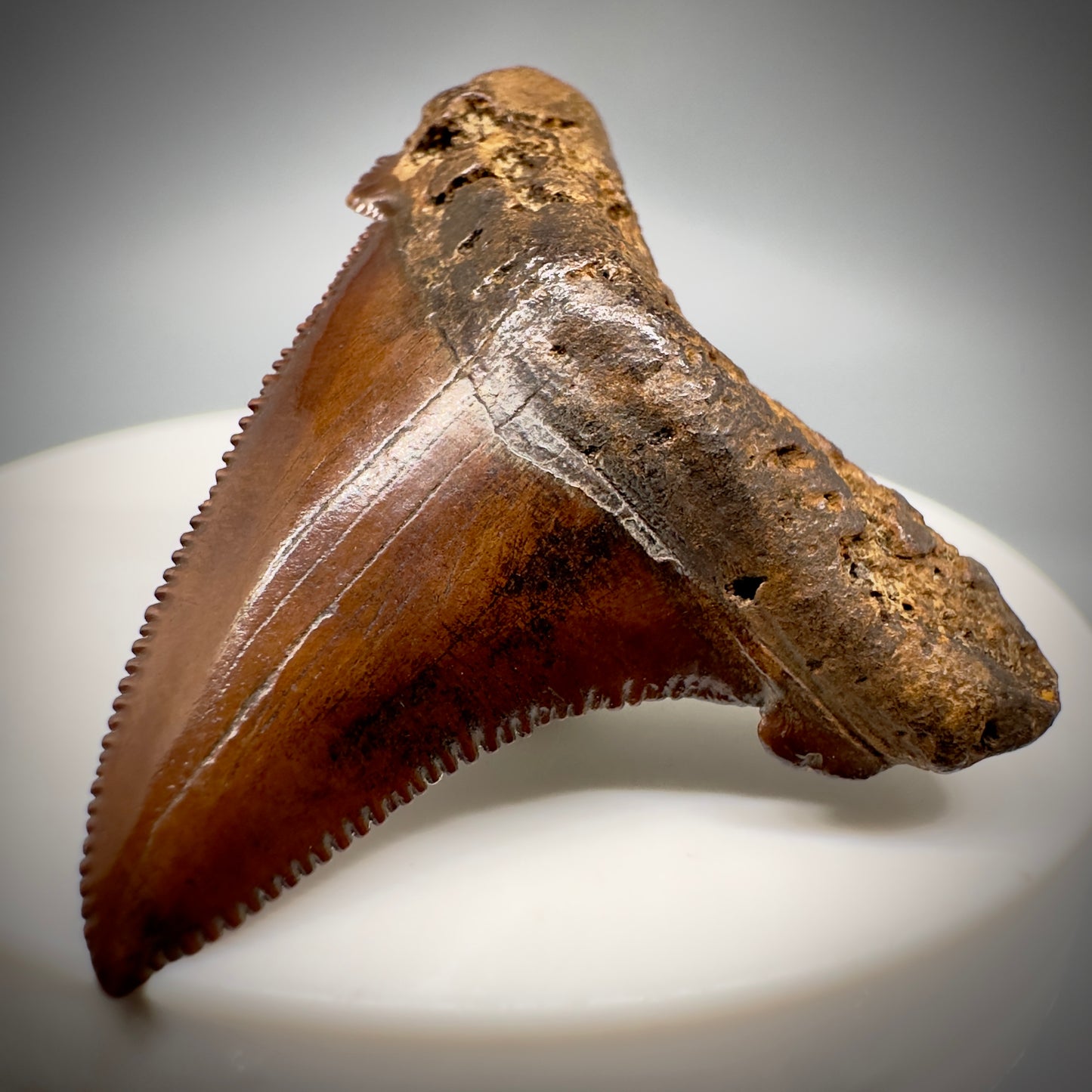 Red/Brown, serrated 1.85" Serrated Fossil Carcharocles angustidens Shark Tooth from South Carolina AN441 - Front Right 3