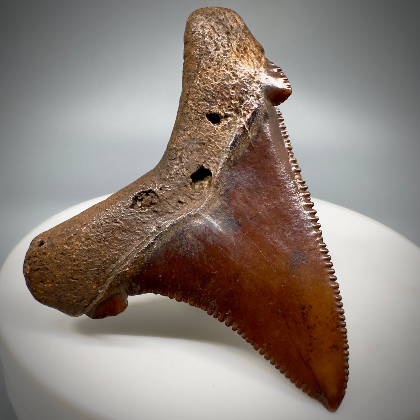 Red/Brown, serrated 1.85" Serrated Fossil Carcharocles angustidens Shark Tooth from South Carolina AN441 - Back Left