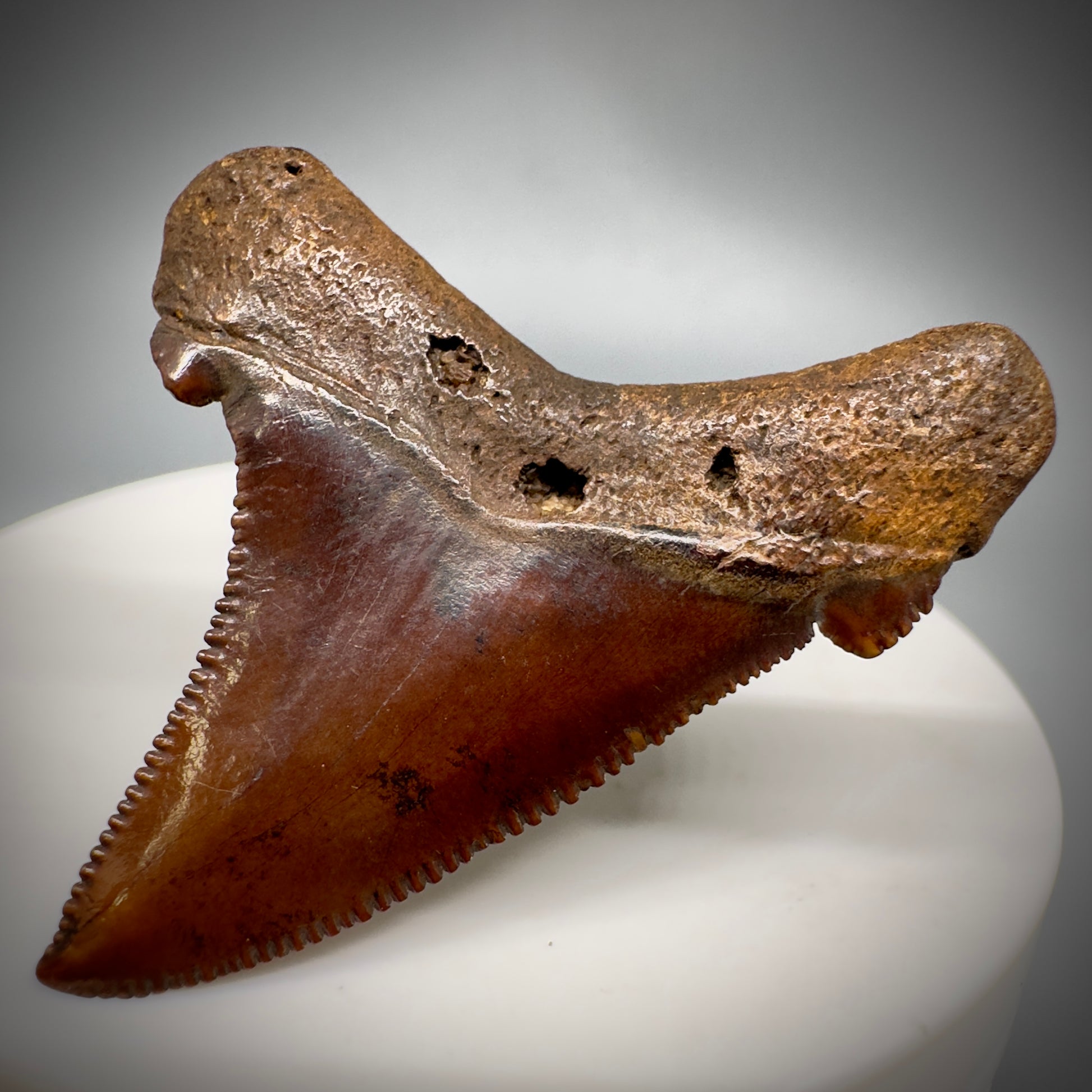 Red/Brown, serrated 1.85" Serrated Fossil Carcharocles angustidens Shark Tooth from South Carolina AN441 - Back Right 1