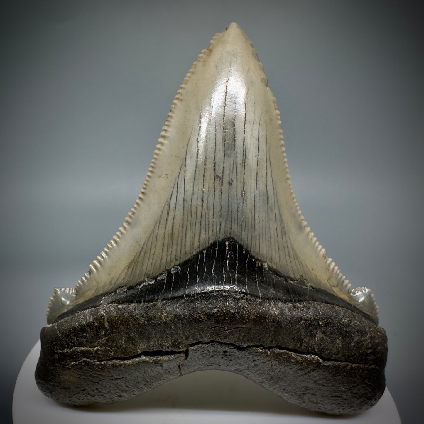 Large 2.95" Serrated Fossil Carcharocles angustidens Shark Tooth - South Carolina AN446 - Front 1