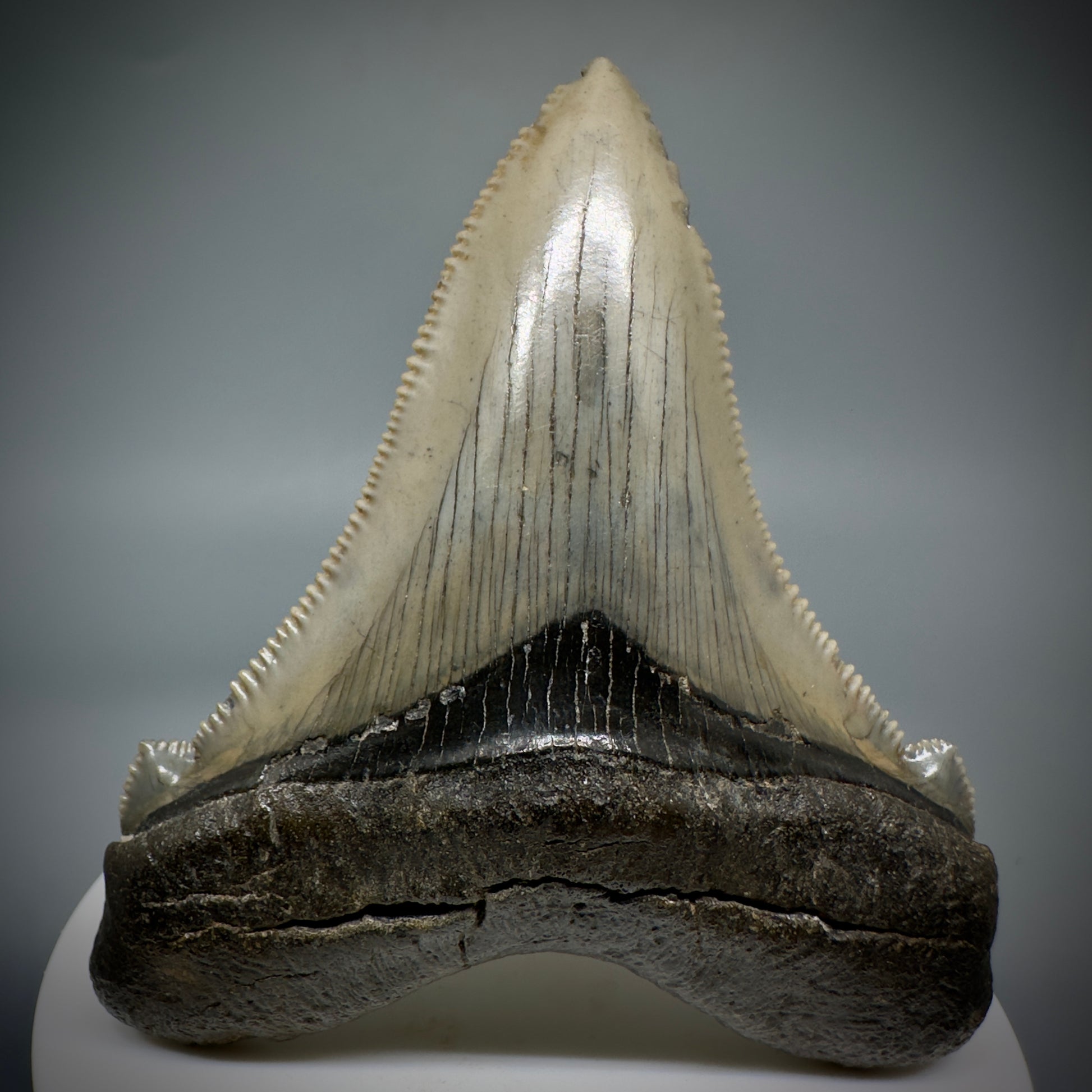 Large 2.95" Serrated Fossil Carcharocles angustidens Shark Tooth - South Carolina AN446 - Front 1