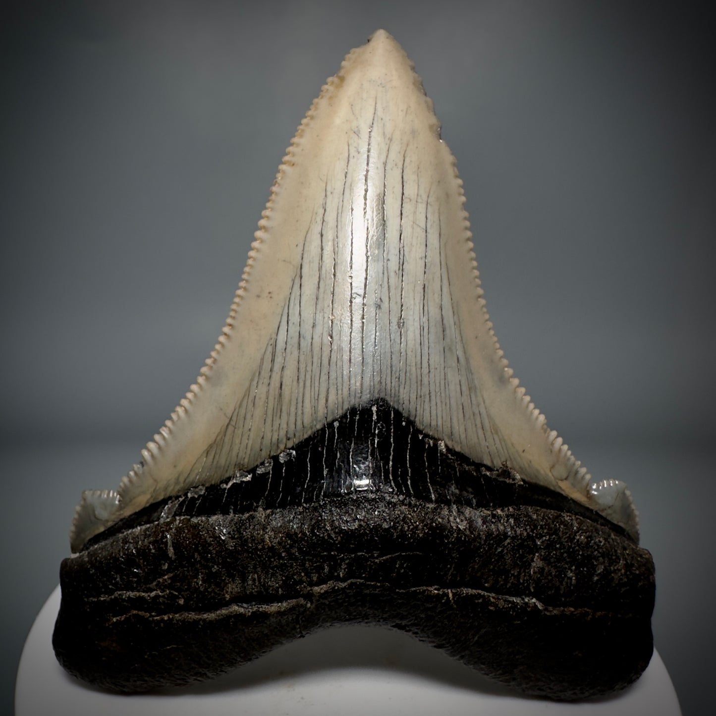 Large 2.95" Serrated Fossil Carcharocles angustidens Shark Tooth - South Carolina AN446 - Front