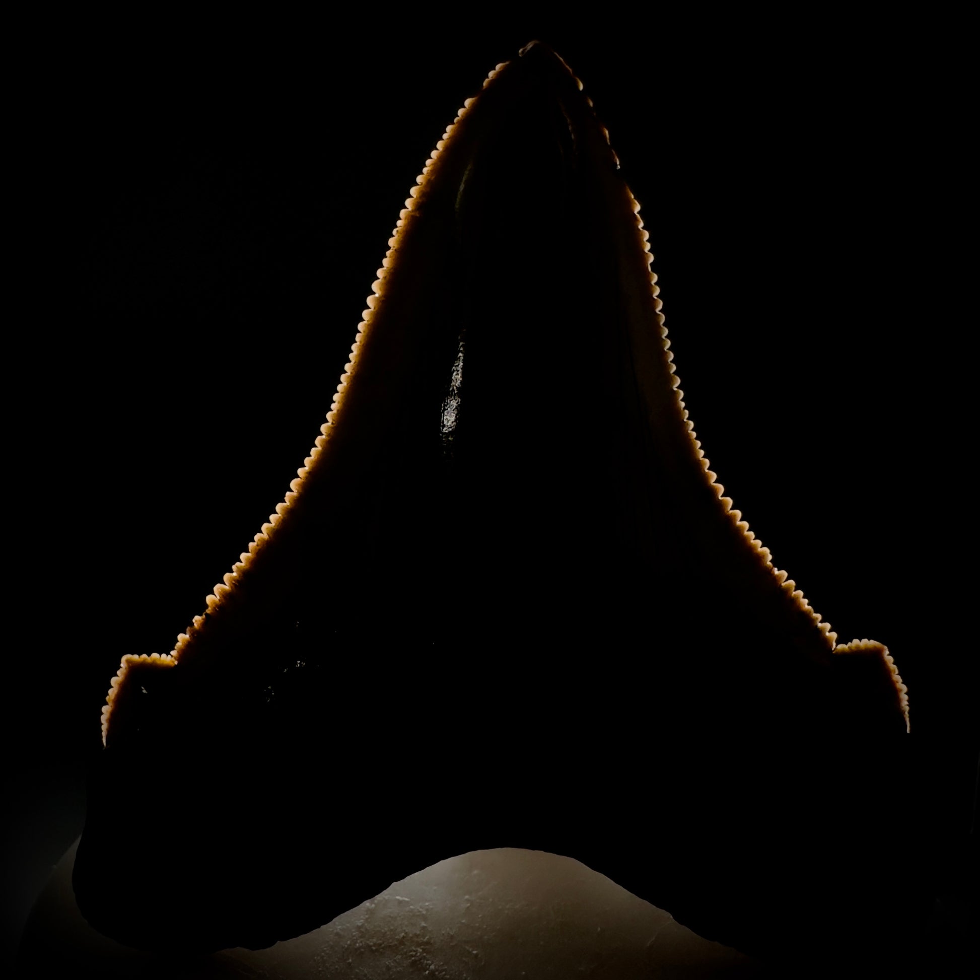 Large 2.95" Serrated Fossil Carcharocles angustidens Shark Tooth - South Carolina AN446 - Front - Serrations details