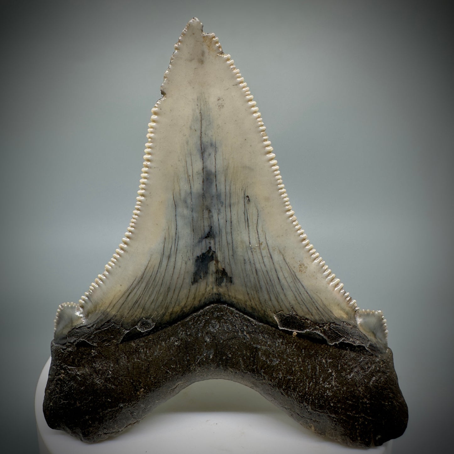 Large 2.95" Serrated Fossil Carcharocles angustidens Shark Tooth - South Carolina AN446 - Back 