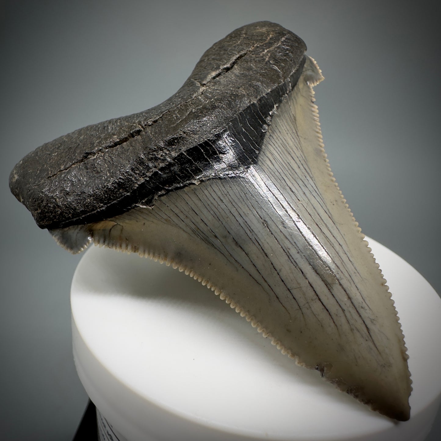 Large 2.95" Serrated Fossil Carcharocles angustidens Shark Tooth - South Carolina AN446 - Front Left 1