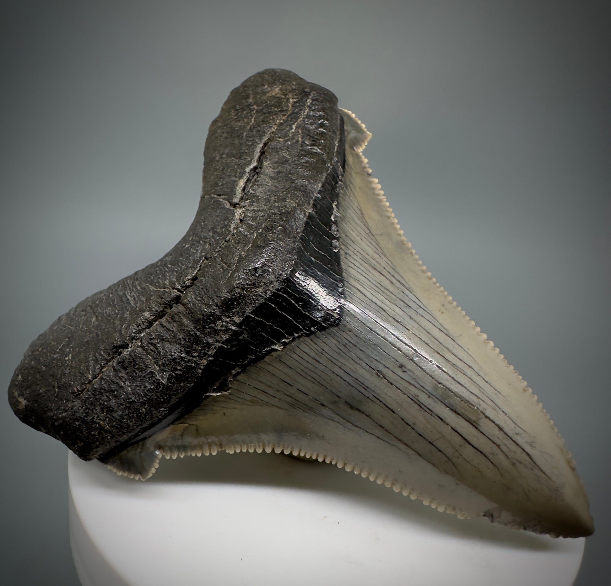 Large 2.95" Serrated Fossil Carcharocles angustidens Shark Tooth - South Carolina AN446 - Front Left 3