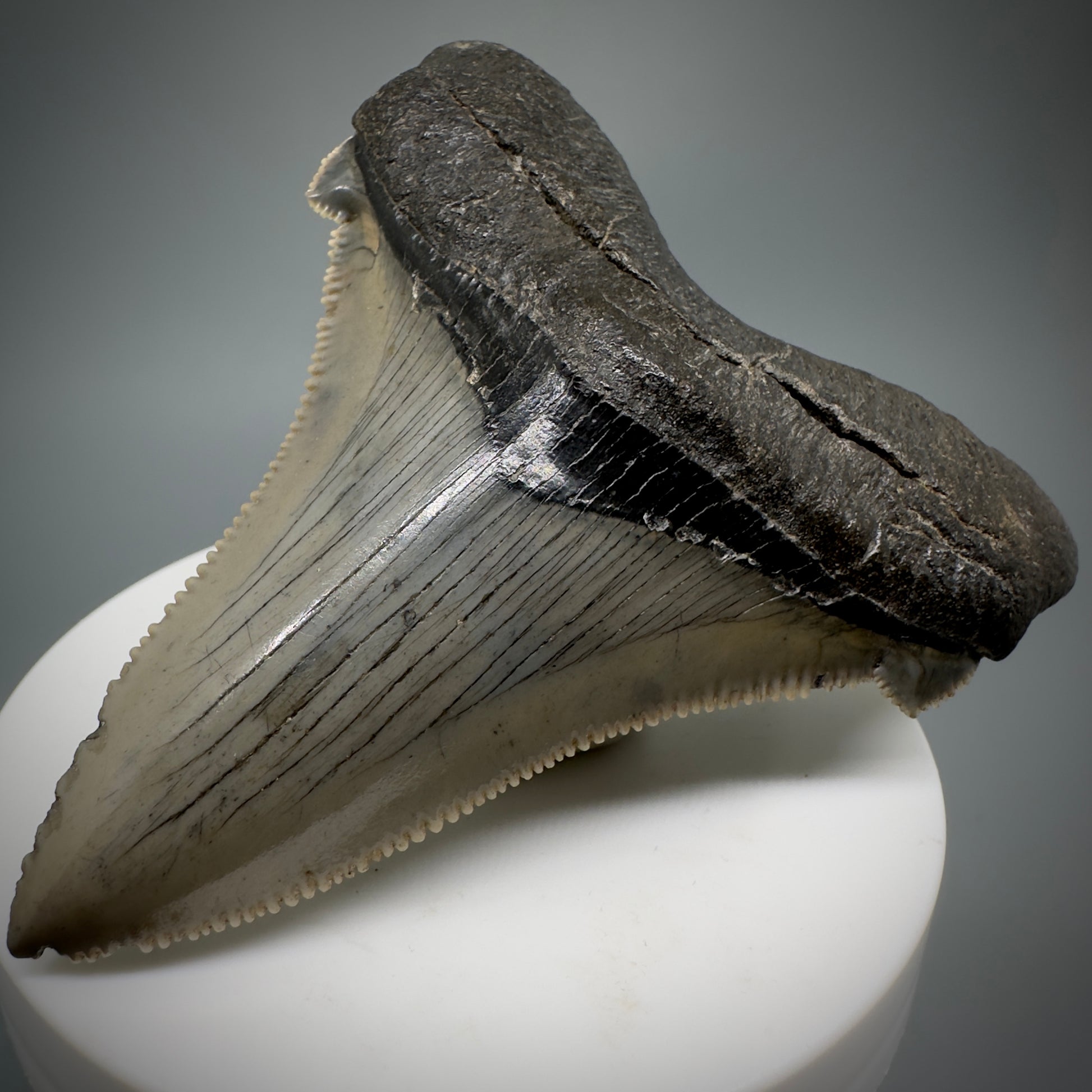 Large 2.95" Serrated Fossil Carcharocles angustidens Shark Tooth - South Carolina AN446 - Front Right 1