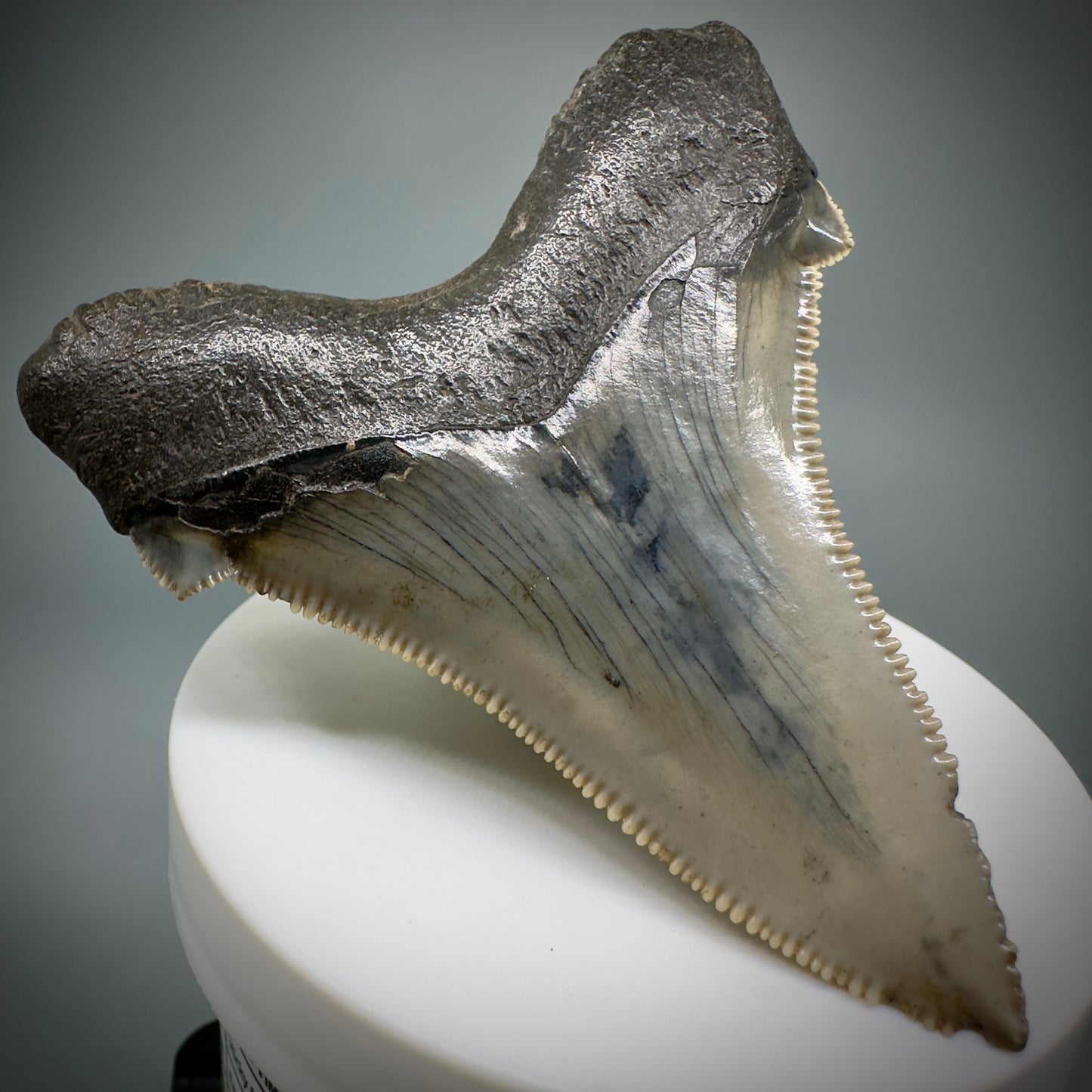 Large 2.95" Serrated Fossil Carcharocles angustidens Shark Tooth - South Carolina AN446 - Back Left