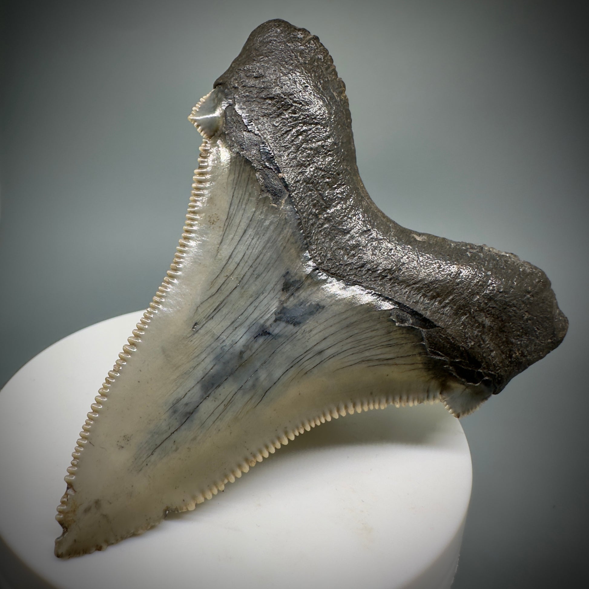 Large 2.95" Serrated Fossil Carcharocles angustidens Shark Tooth - South Carolina AN446 - Back Right