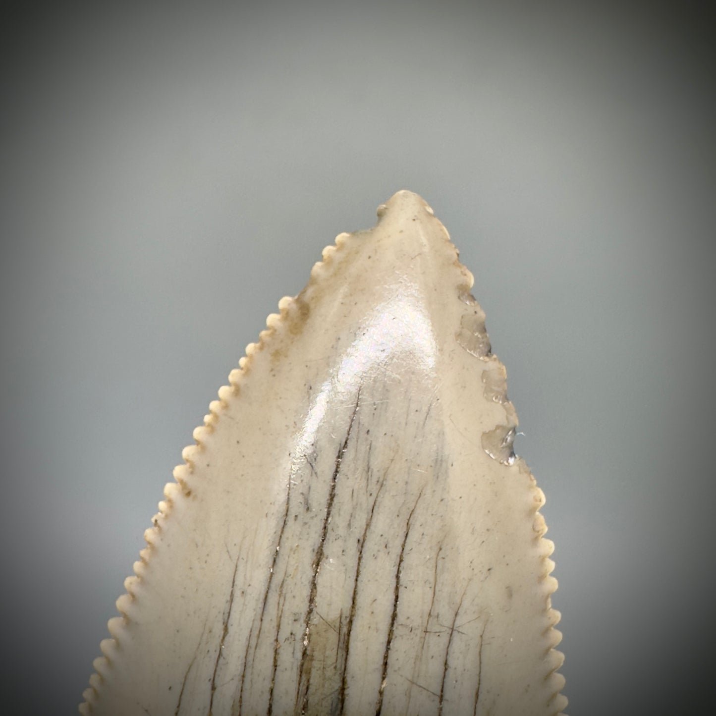 Large 2.95" Serrated Fossil Carcharocles angustidens Shark Tooth - South Carolina AN446 - Tip close up