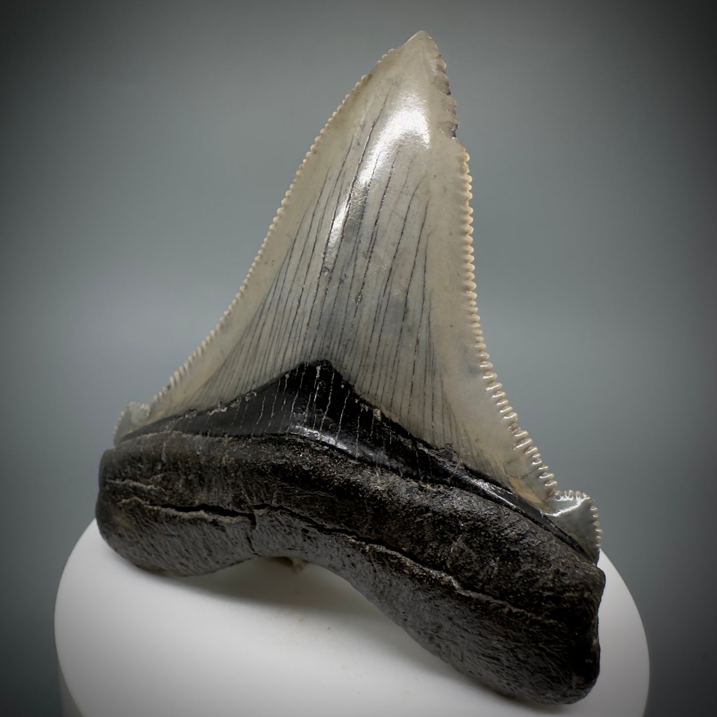 Large 2.95" Serrated Fossil Carcharocles angustidens Shark Tooth - South Carolina AN446 - Front Right