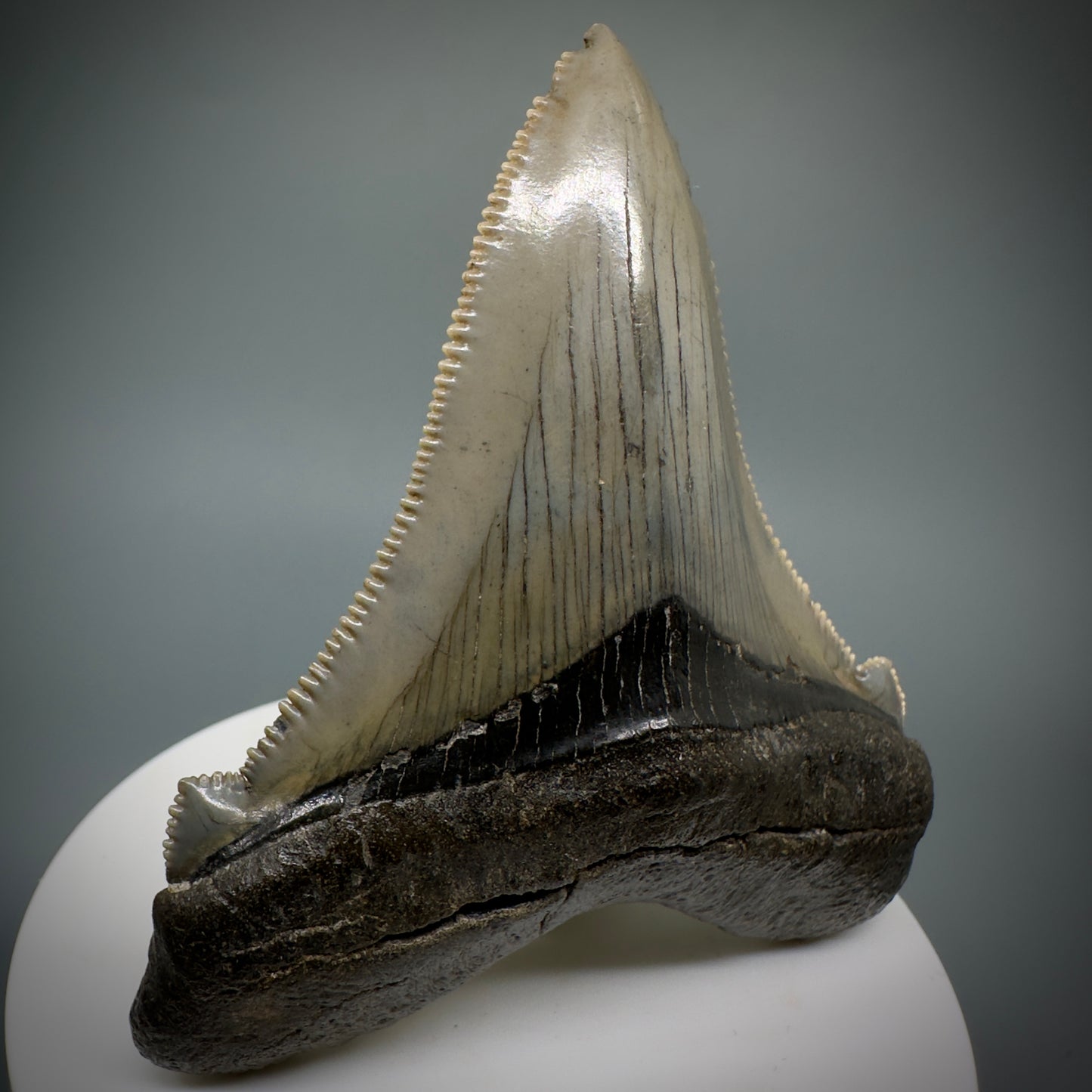 Large 2.95" Serrated Fossil Carcharocles angustidens Shark Tooth - South Carolina AN446 - Front Left