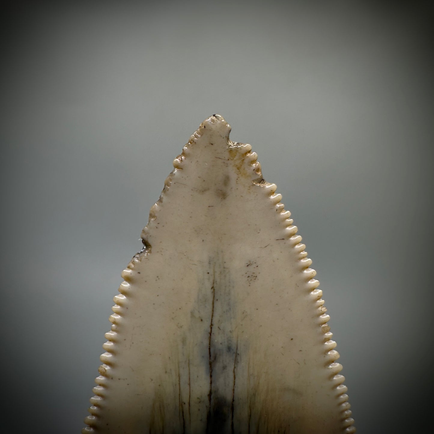 Large 2.95" Serrated Fossil Carcharocles angustidens Shark Tooth - South Carolina
