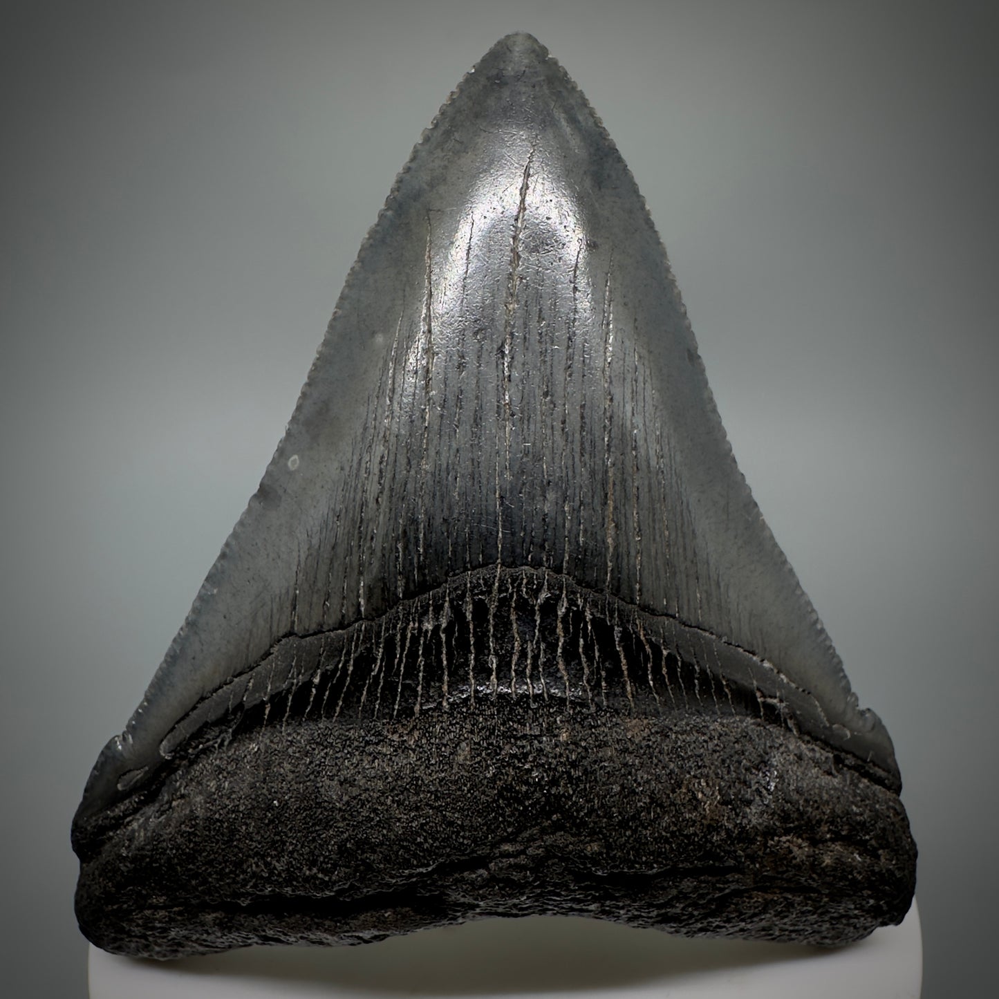 Colorful, large 3.03" Serrated Fossil Carcharocles angustidens Shark Tooth from South Carolina AN447 - Front