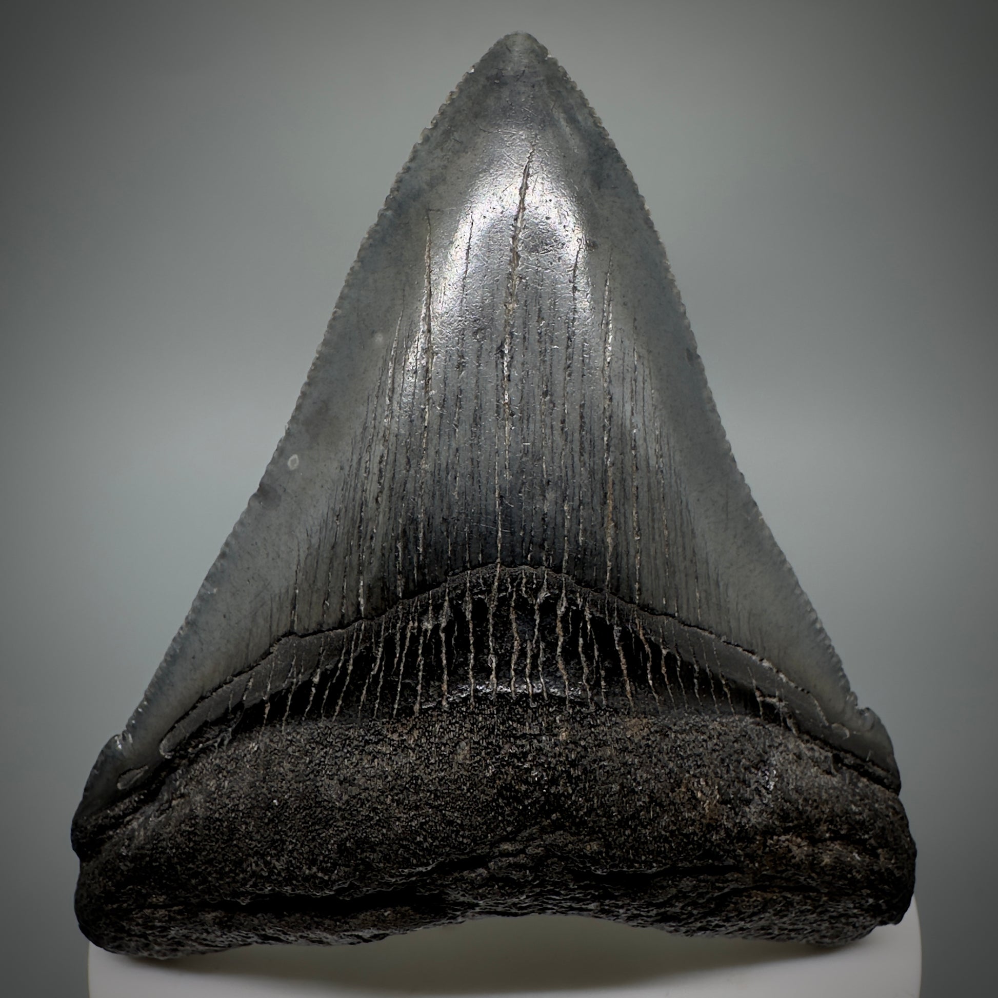 Colorful, large 3.03" Serrated Fossil Carcharocles angustidens Shark Tooth from South Carolina AN447 - Front