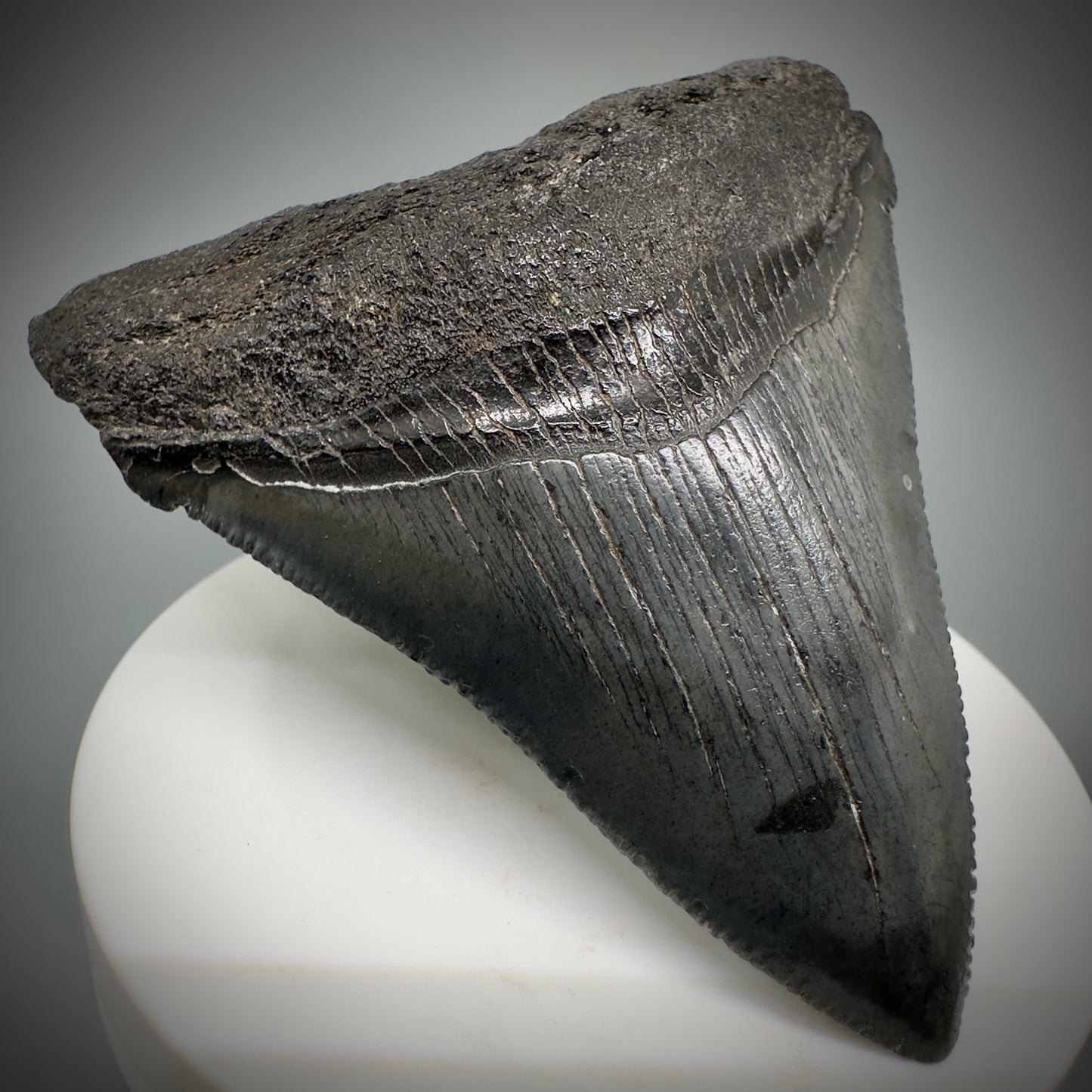 Colorful, large 3.03" Serrated Fossil Carcharocles angustidens Shark Tooth from South Carolina AN447 - Front Left