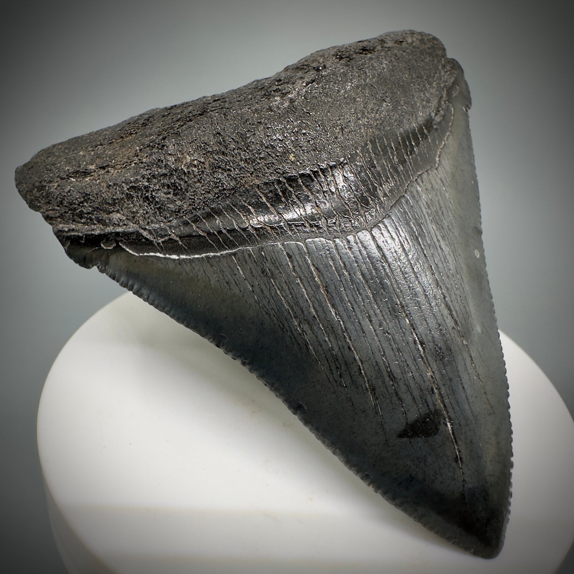 Colorful, large 3.03" Serrated Fossil Carcharocles angustidens Shark Tooth from South Carolina AN447 - Front Left