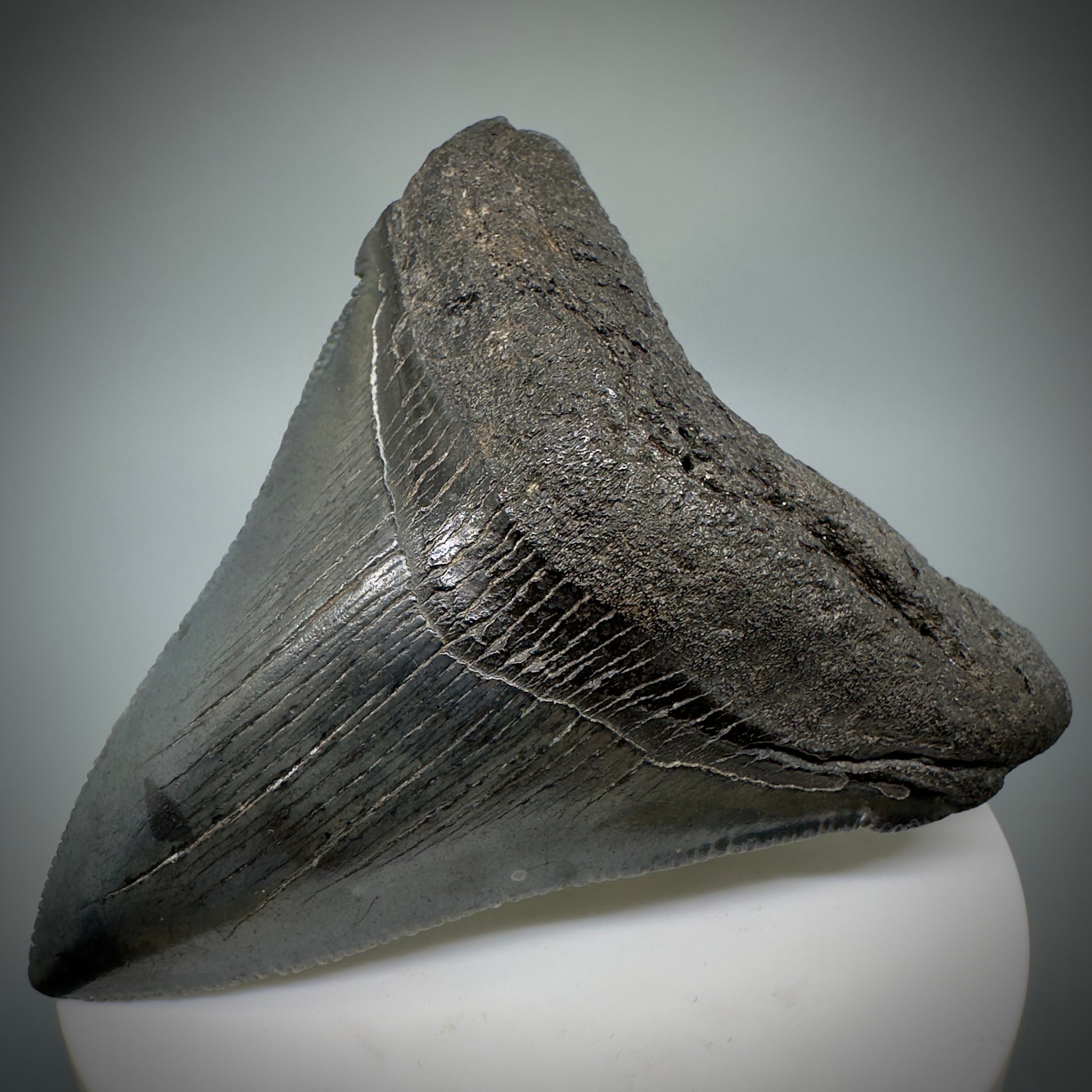 Colorful, large 3.03" Serrated Fossil Carcharocles angustidens Shark Tooth from South Carolina AN447 - Front Right 1