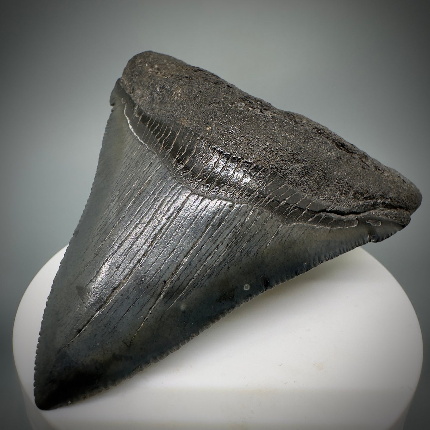 Colorful, large 3.03" Serrated Fossil Carcharocles angustidens Shark Tooth from South Carolina AN447 - Front Right