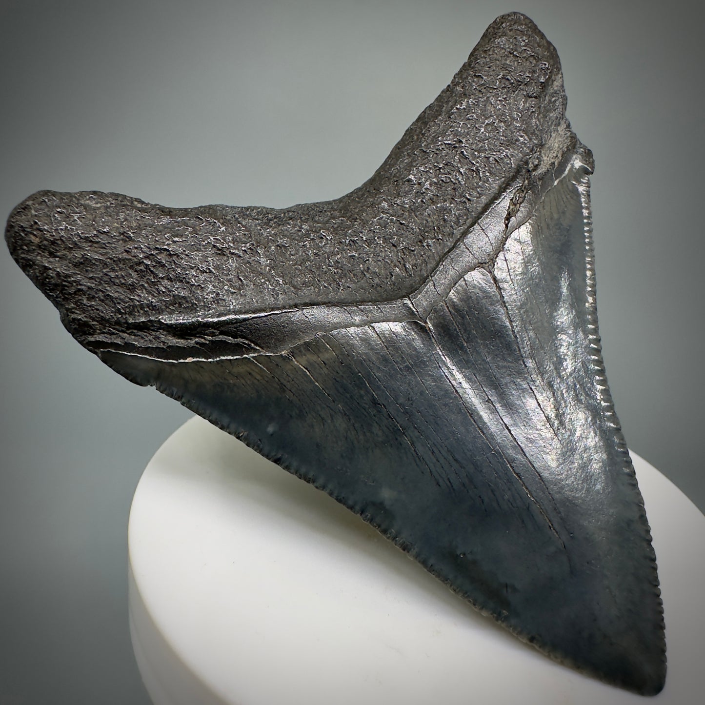 Colorful, large 3.03" Serrated Fossil Carcharocles angustidens Shark Tooth from South Carolina AN447 - Back Left