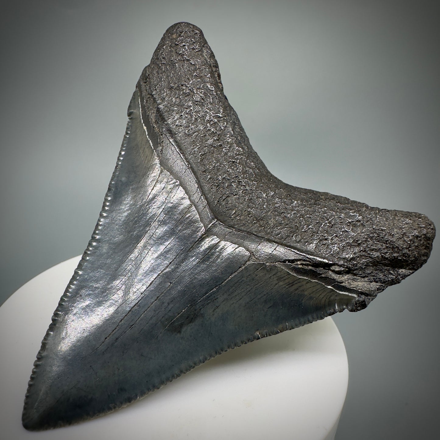 Colorful, large 3.03" Serrated Fossil Carcharocles angustidens Shark Tooth from South Carolina AN447 - Back Right