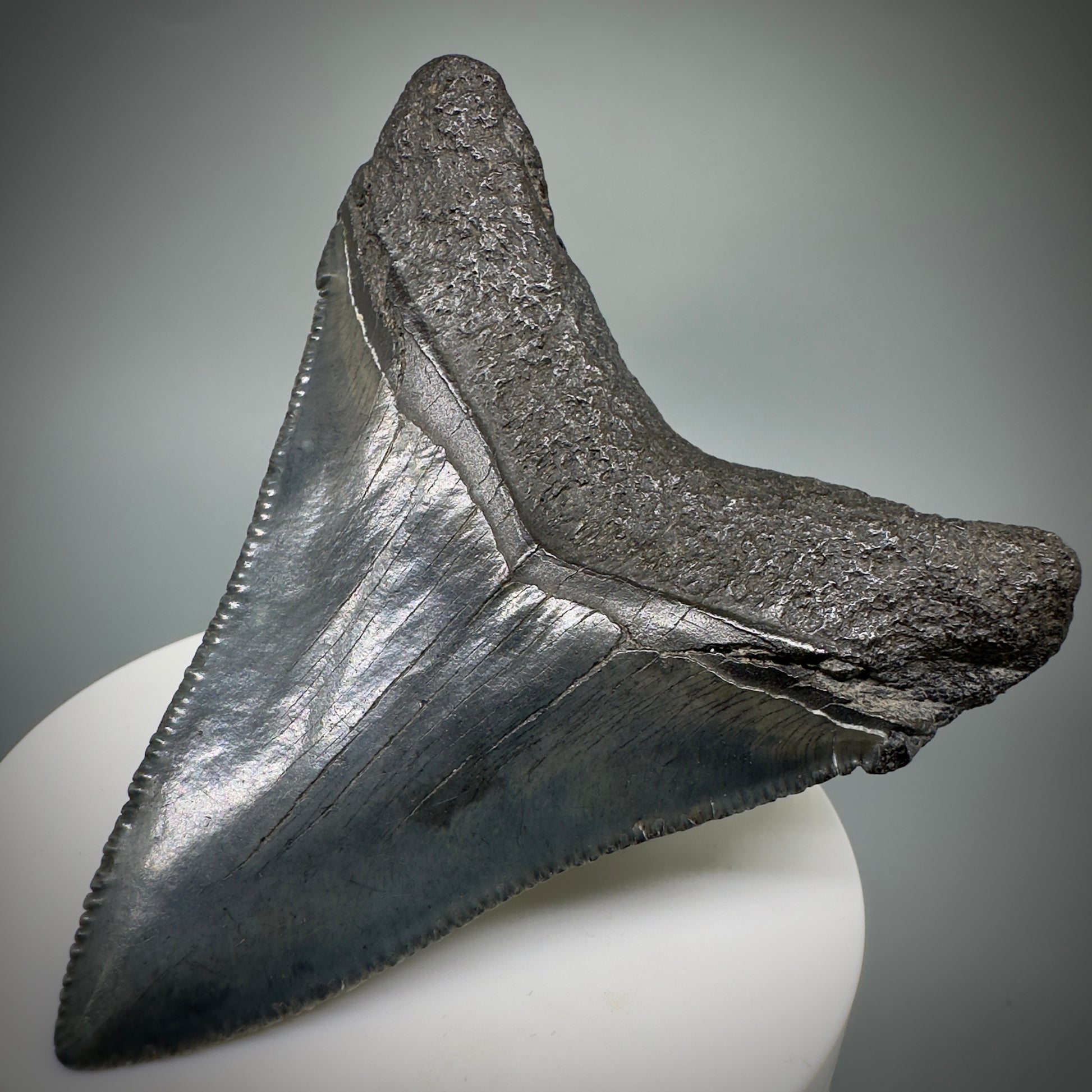 Colorful, large 3.03" Serrated Fossil Carcharocles angustidens Shark Tooth from South Carolina AN447 - Back Right