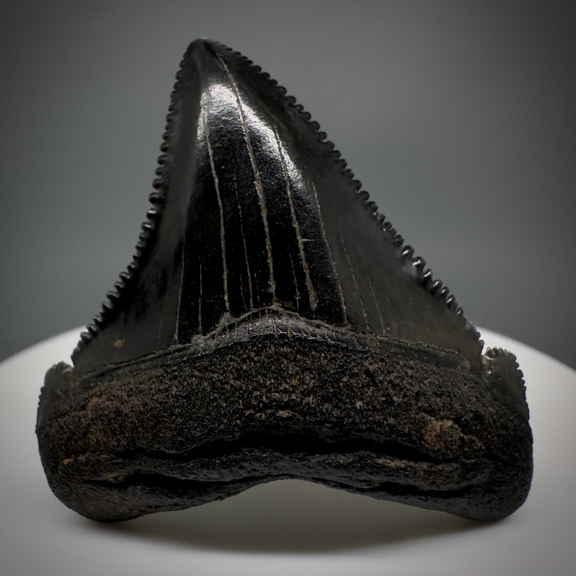 Dark colors 1.64" Serrated Fossil Carcharocles angustidens Shark Tooth from South Carolina AN442 - Front 1