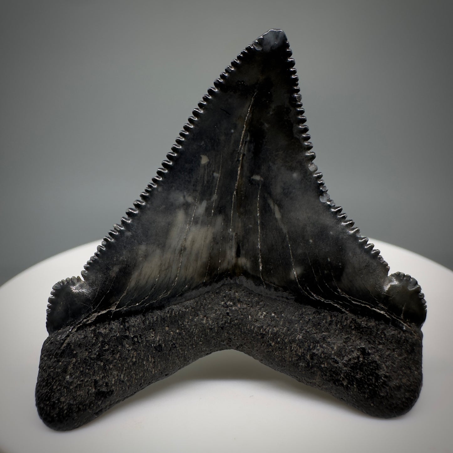 Dark colors 1.64" Serrated Fossil Carcharocles angustidens Shark Tooth from South Carolina AN442 - Back 