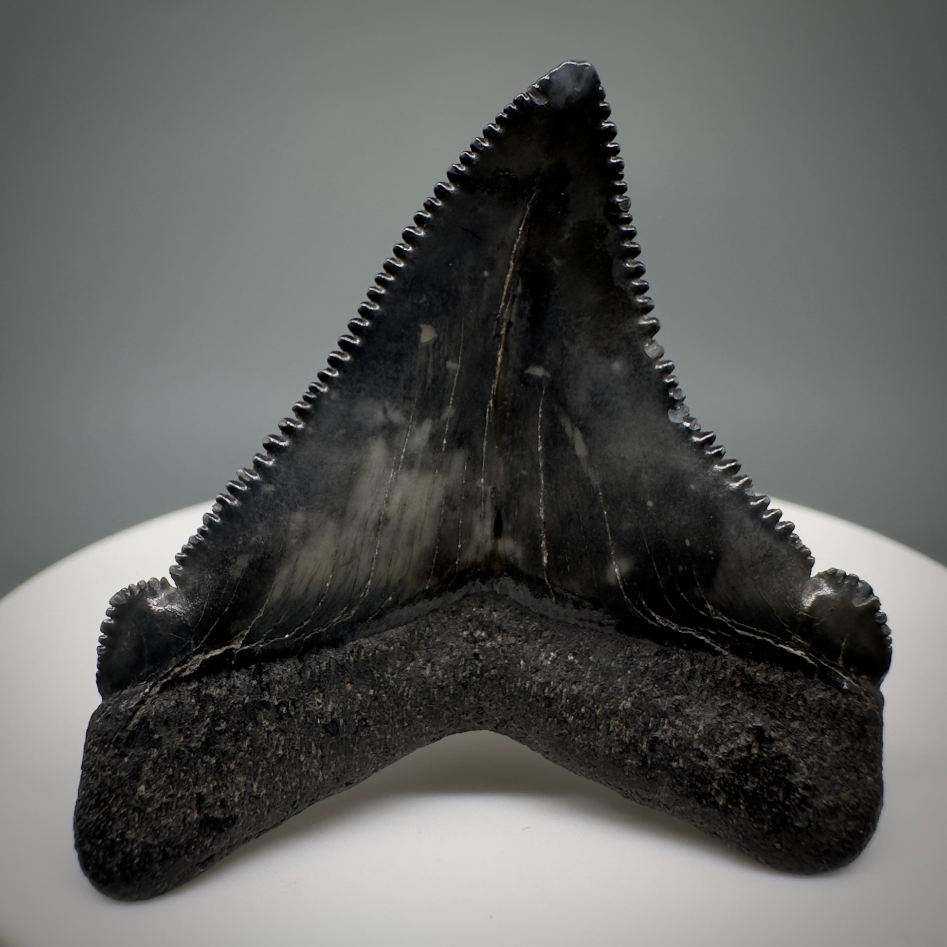 Dark colors 1.64" Serrated Fossil Carcharocles angustidens Shark Tooth from South Carolina AN442 - Back 