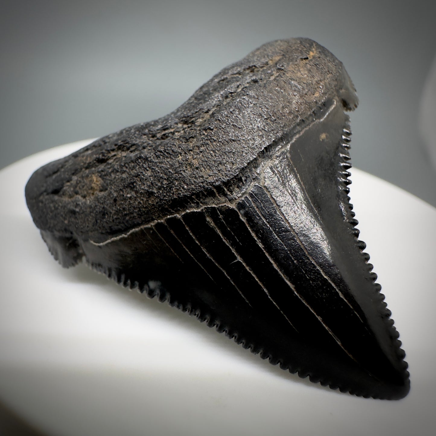 Dark colors 1.64" Serrated Fossil Carcharocles angustidens Shark Tooth from South Carolina AN442 - Front Left