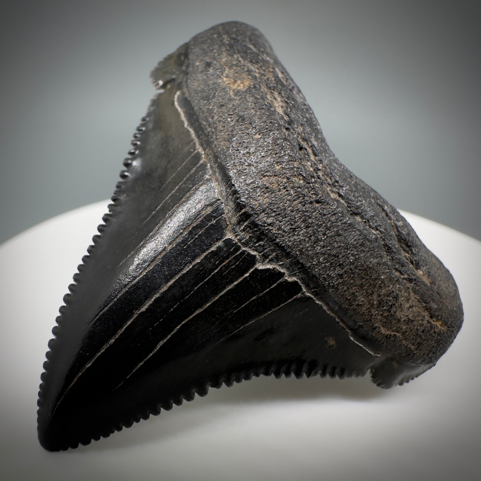 Dark colors 1.64" Serrated Fossil Carcharocles angustidens Shark Tooth from South Carolina AN442 - Front Right