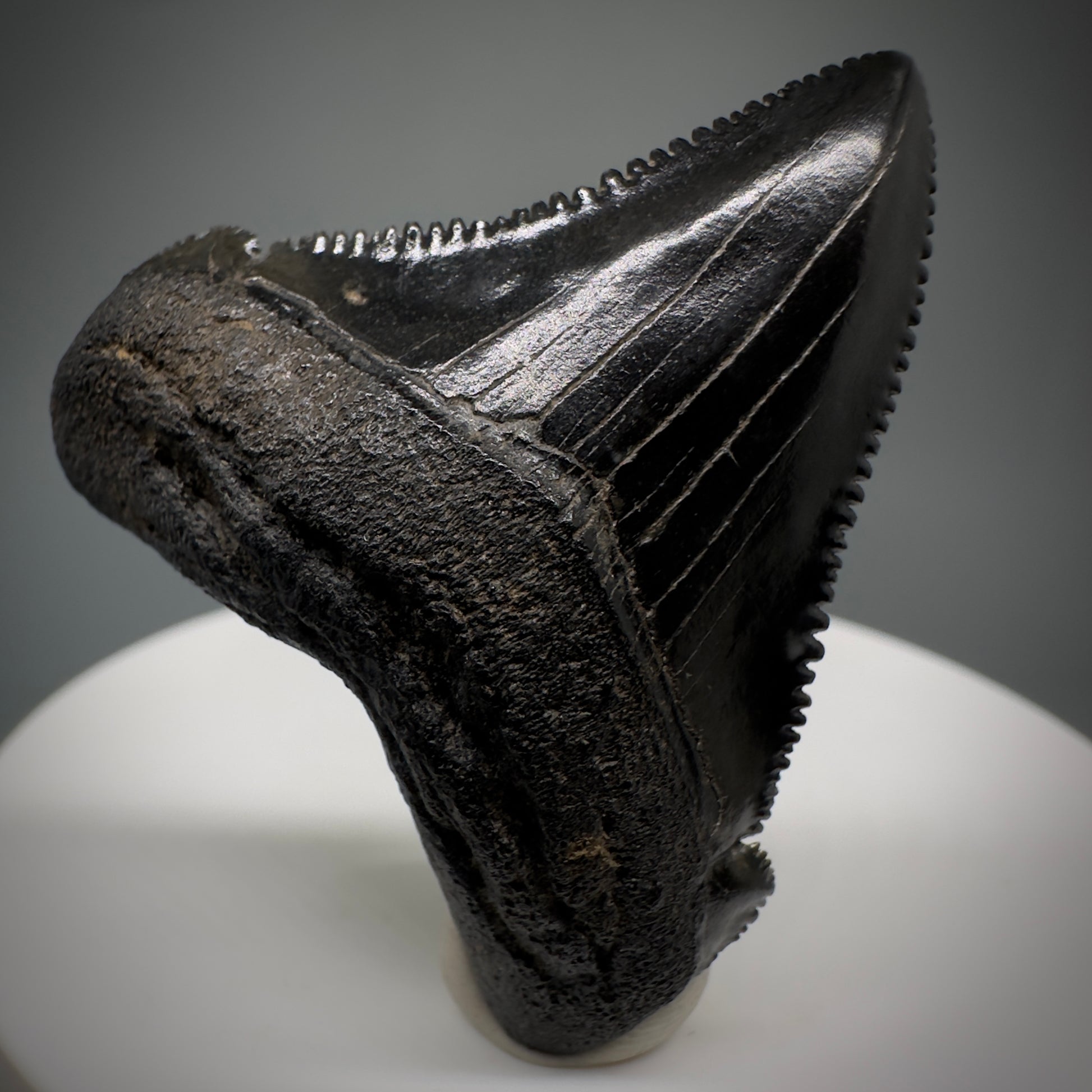 Dark colors 1.64" Serrated Fossil Carcharocles angustidens Shark Tooth from South Carolina AN442 - Front