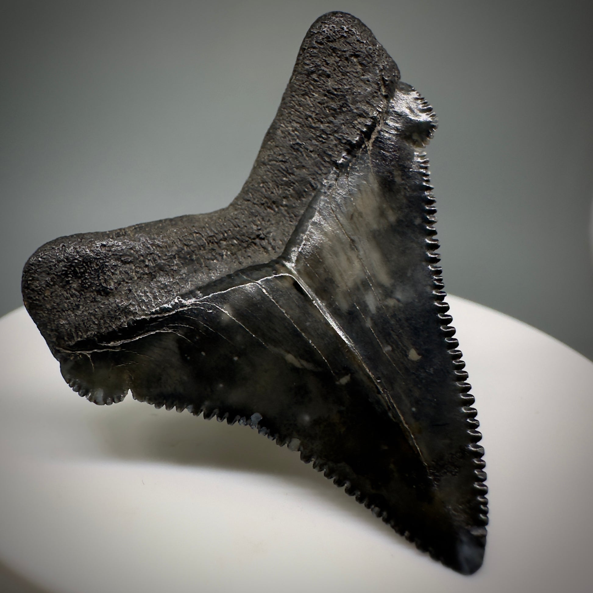 Dark colors 1.64" Serrated Fossil Carcharocles angustidens Shark Tooth from South Carolina AN442 - Back Left