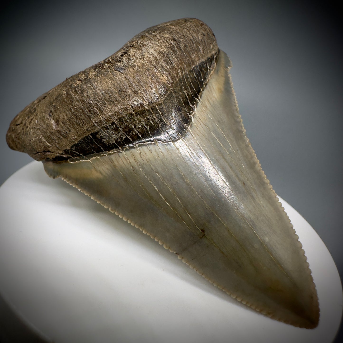 Spectacular 2.64" Fossil Carcharocles angustidens Shark Tooth from Summerville, South Carolina AN445 - Front Left