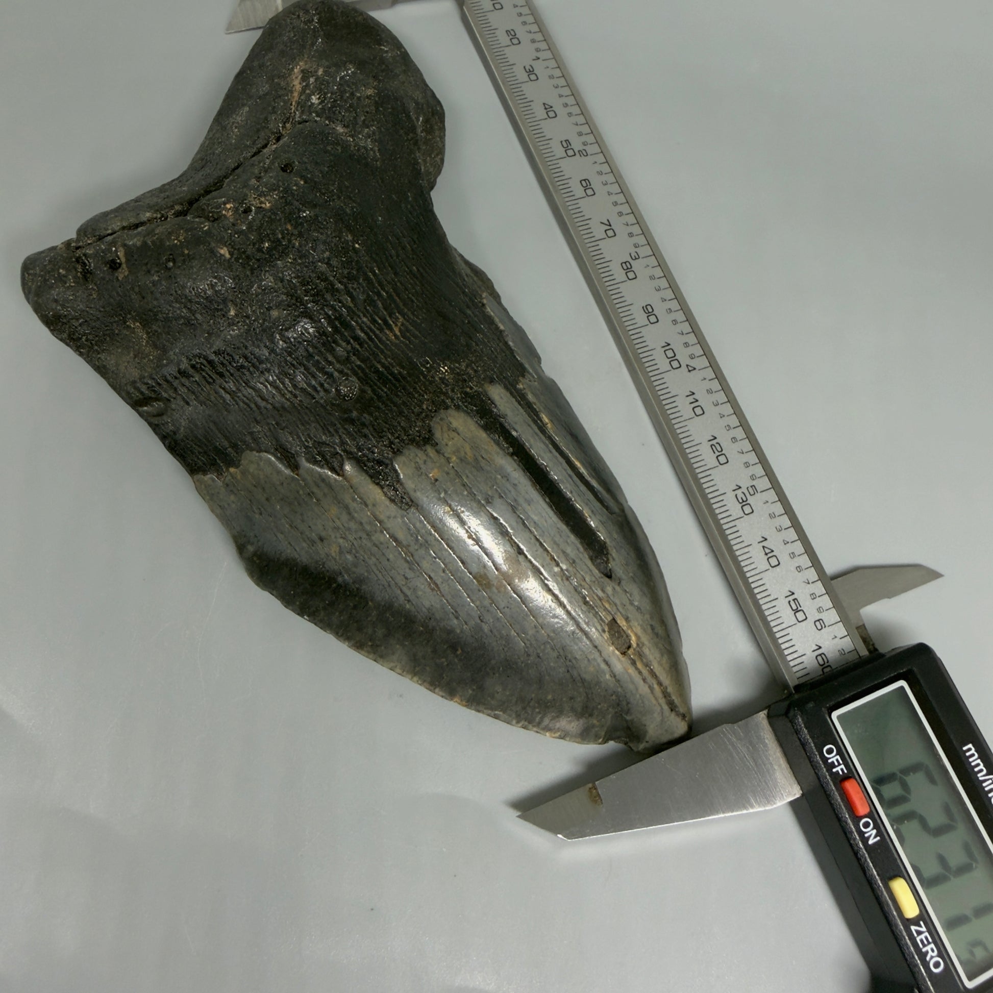 Front View in calipers HUGE 6.23" Fossil Megalodon Shark Tooth - Wilmington North Carolina CM5647
