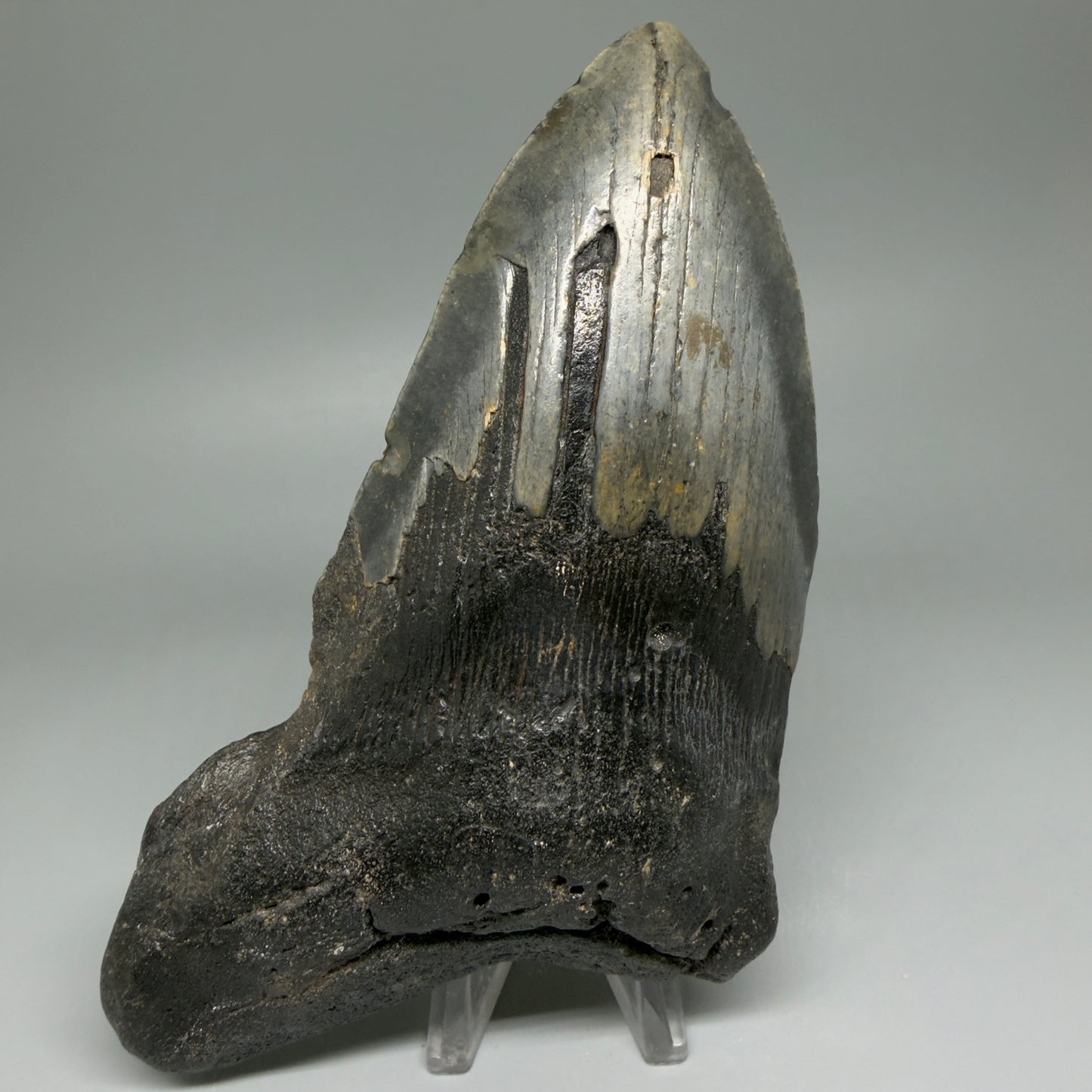Front View HUGE 6.23" Fossil Megalodon Shark Tooth - Wilmington North Carolina CM5647