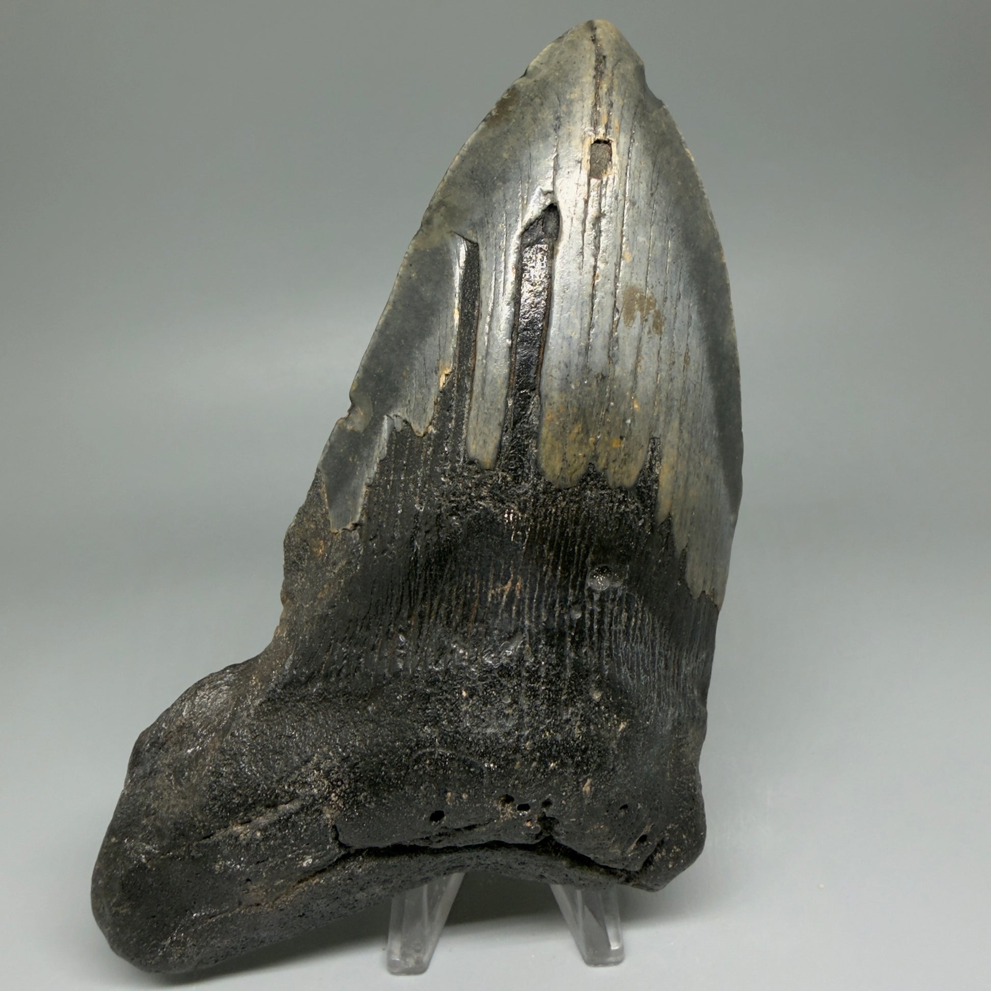 Front View HUGE 6.23" Fossil Megalodon Shark Tooth - Wilmington North Carolina CM5647