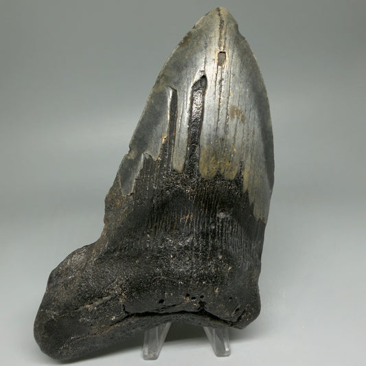 Front View HUGE 6.23" Fossil Megalodon Shark Tooth - Wilmington North Carolina CM5647
