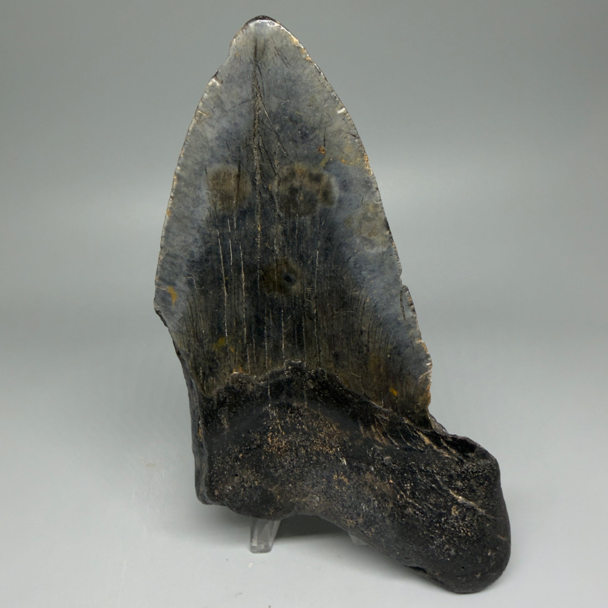 Back View HUGE 6.23" Fossil Megalodon Shark Tooth - Wilmington North Carolina CM5647