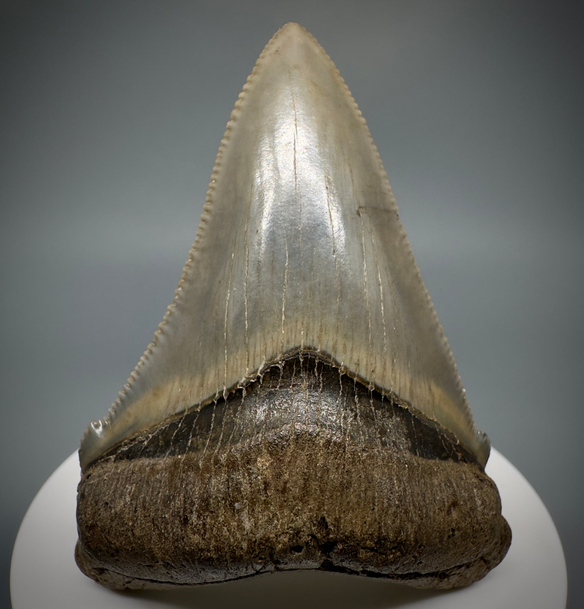 Spectacular 2.64" Fossil Carcharocles angustidens Shark Tooth from Summerville, South Carolina AN445 - Front